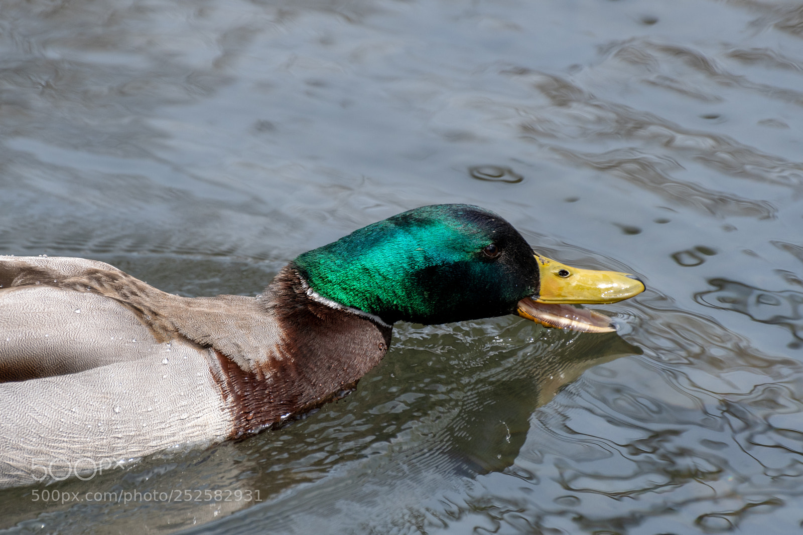 Nikon D7500 sample photo. Mallad duck photography