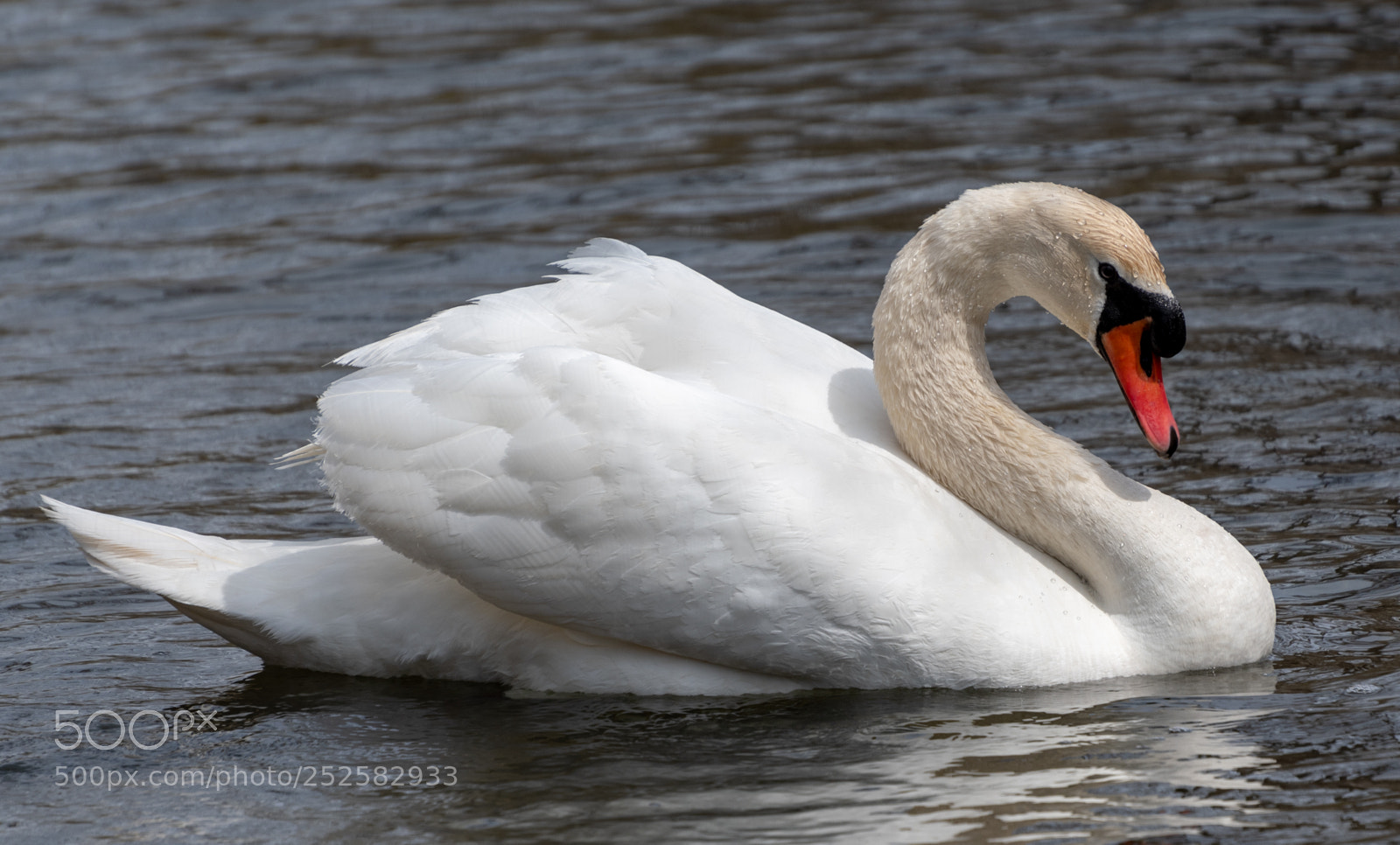Nikon D7500 sample photo. Swan photography