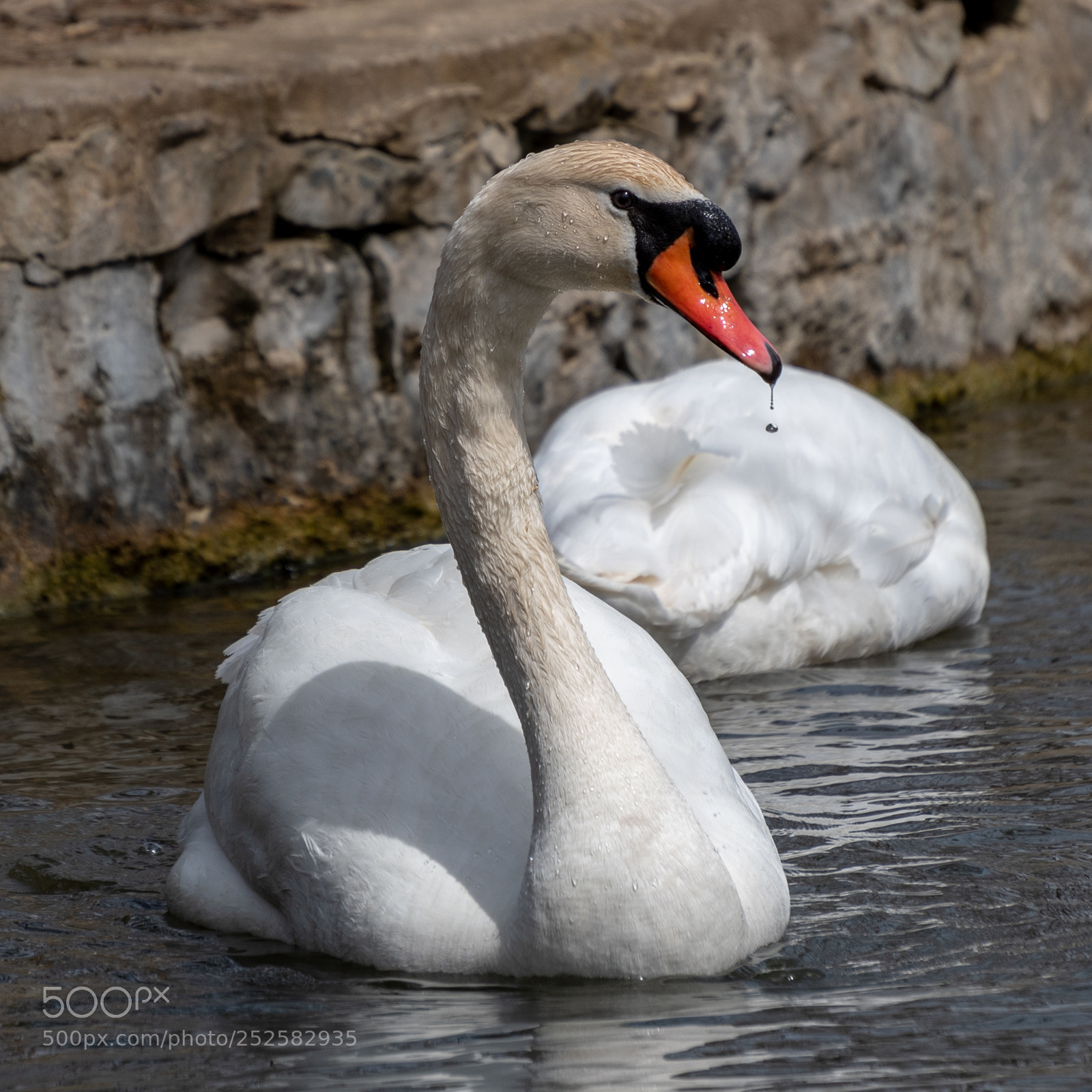 Nikon D7500 sample photo. Swan photography