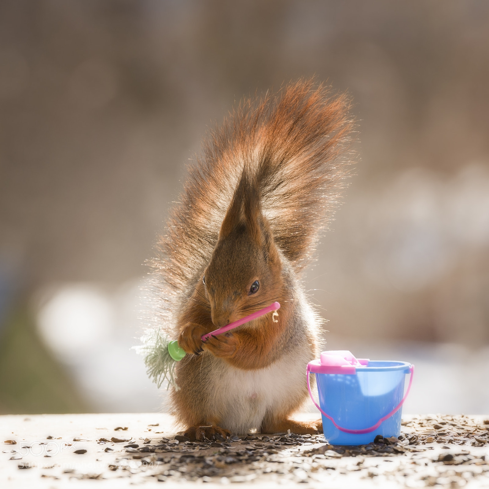 Nikon D810 sample photo. Red squirrel holding a photography