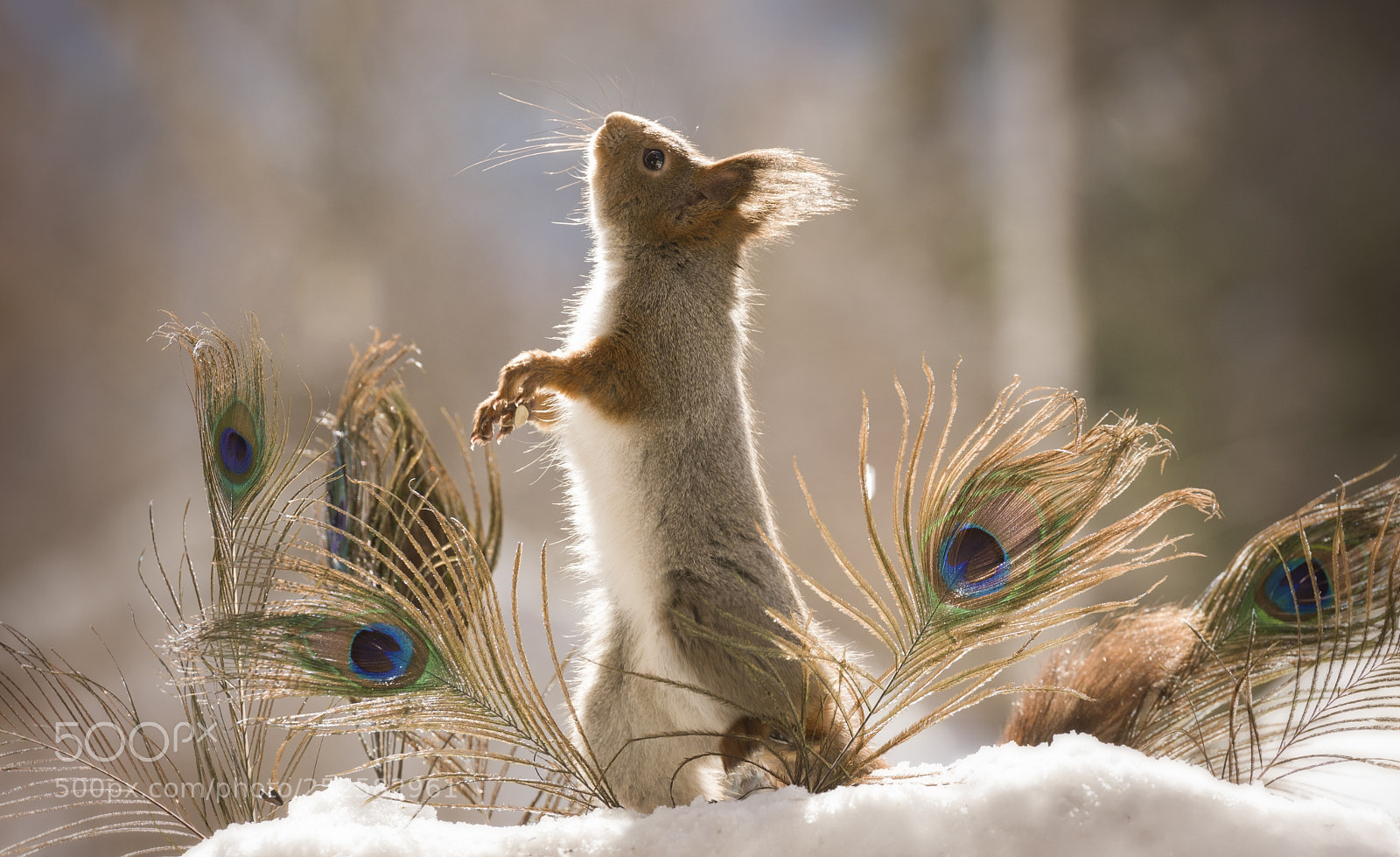 Nikon D810 sample photo. Red squirrel with peacock photography