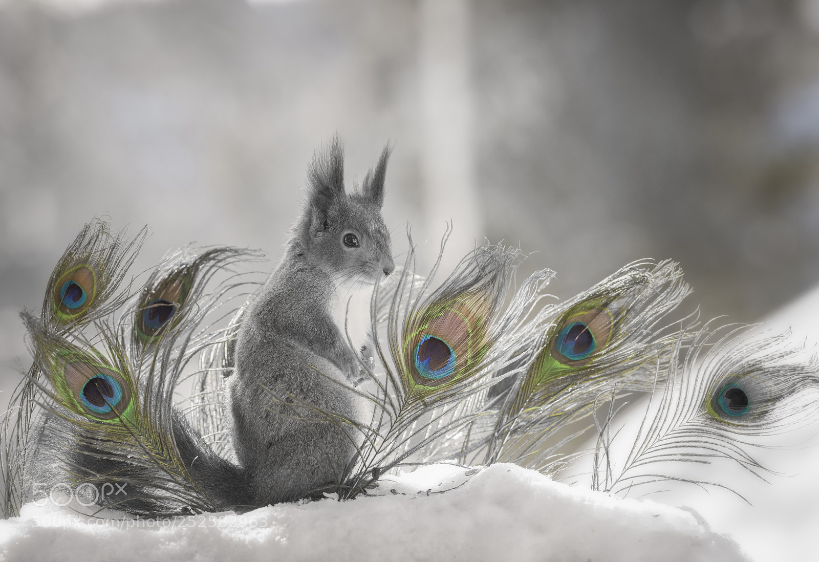 Nikon D810 sample photo. Red squirrel standing with photography