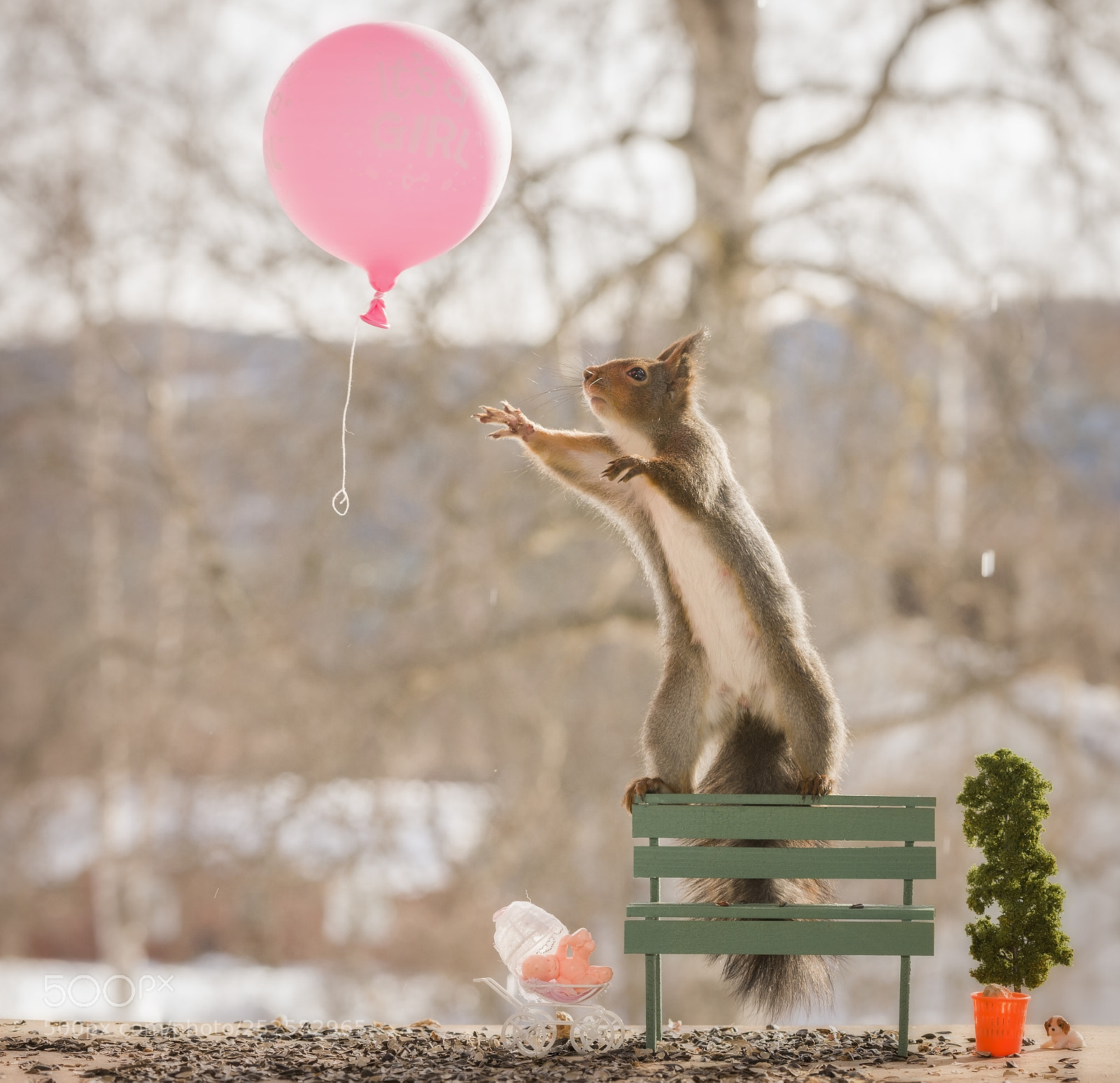 Nikon D810 sample photo. Red squirrel reaching out photography