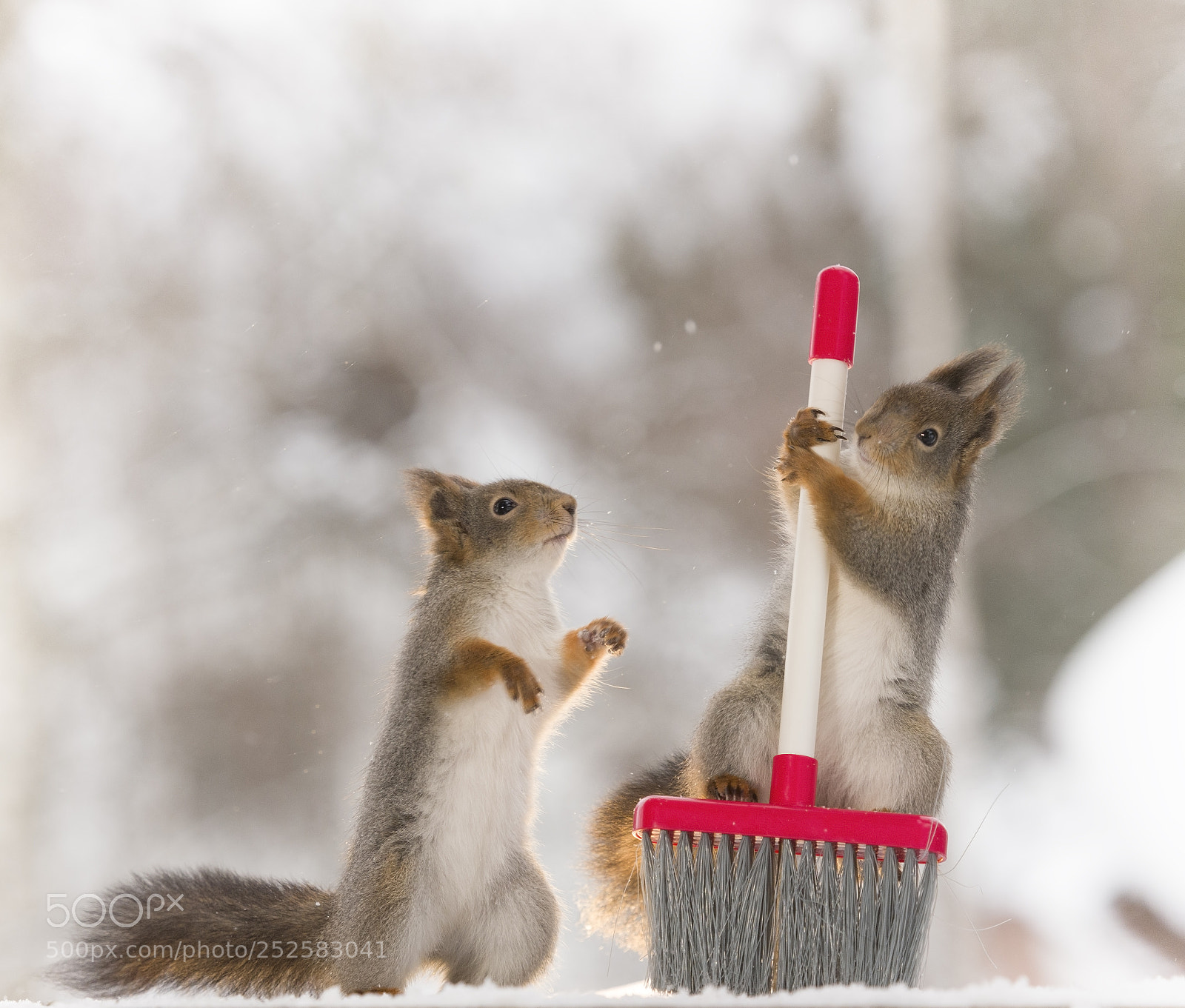 Nikon D810 sample photo. Red squirrel holding a photography