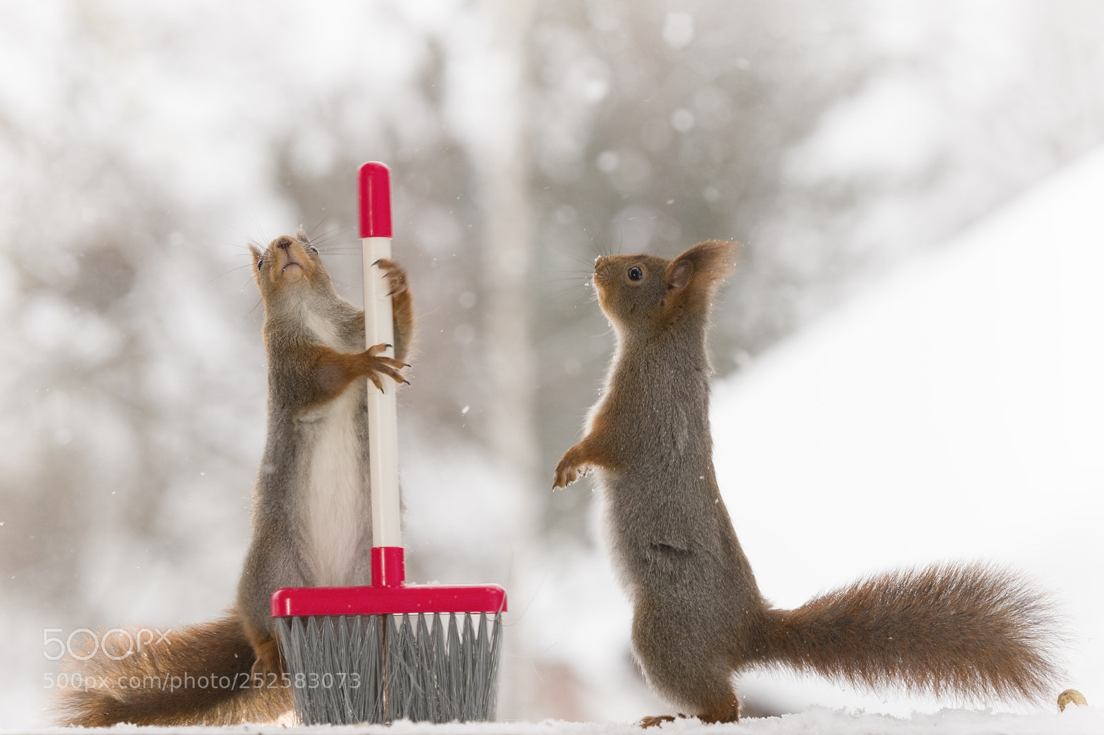 Nikon D810 sample photo. Red squirrels standing with photography
