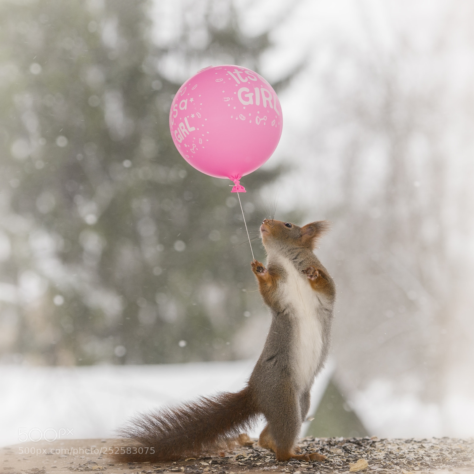 Nikon D810 sample photo. Red squirrel holding an photography