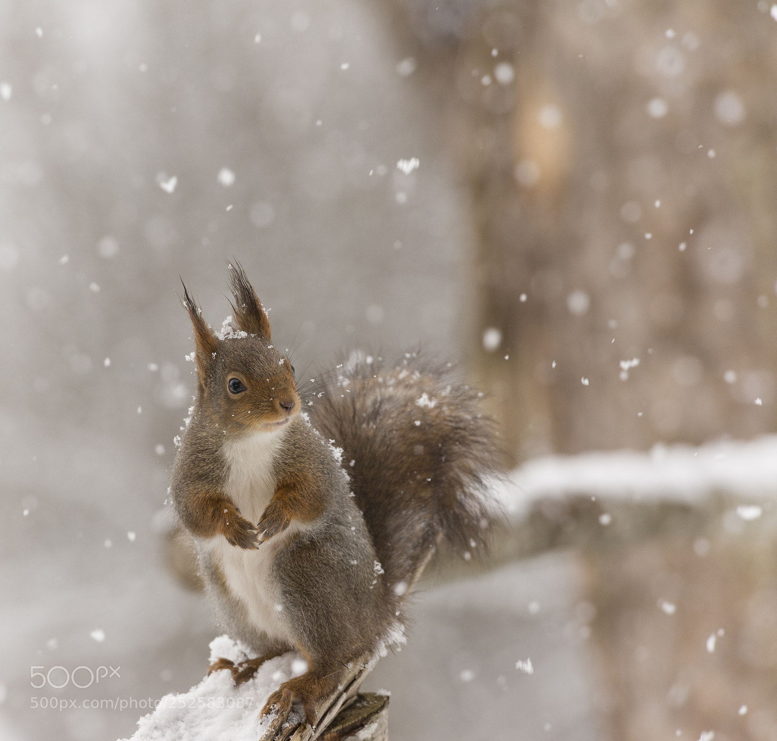 Nikon D810 sample photo. Red squirrel in the photography