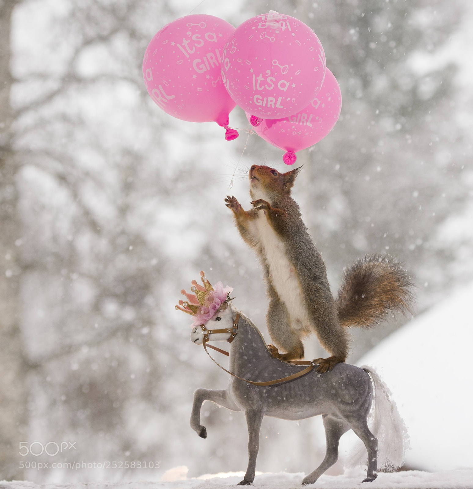 Nikon D810 sample photo. Red squirrel on a photography