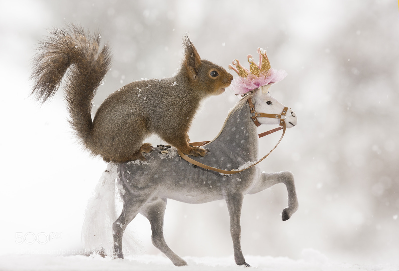 Nikon D810 sample photo. Red squirrels standing on photography
