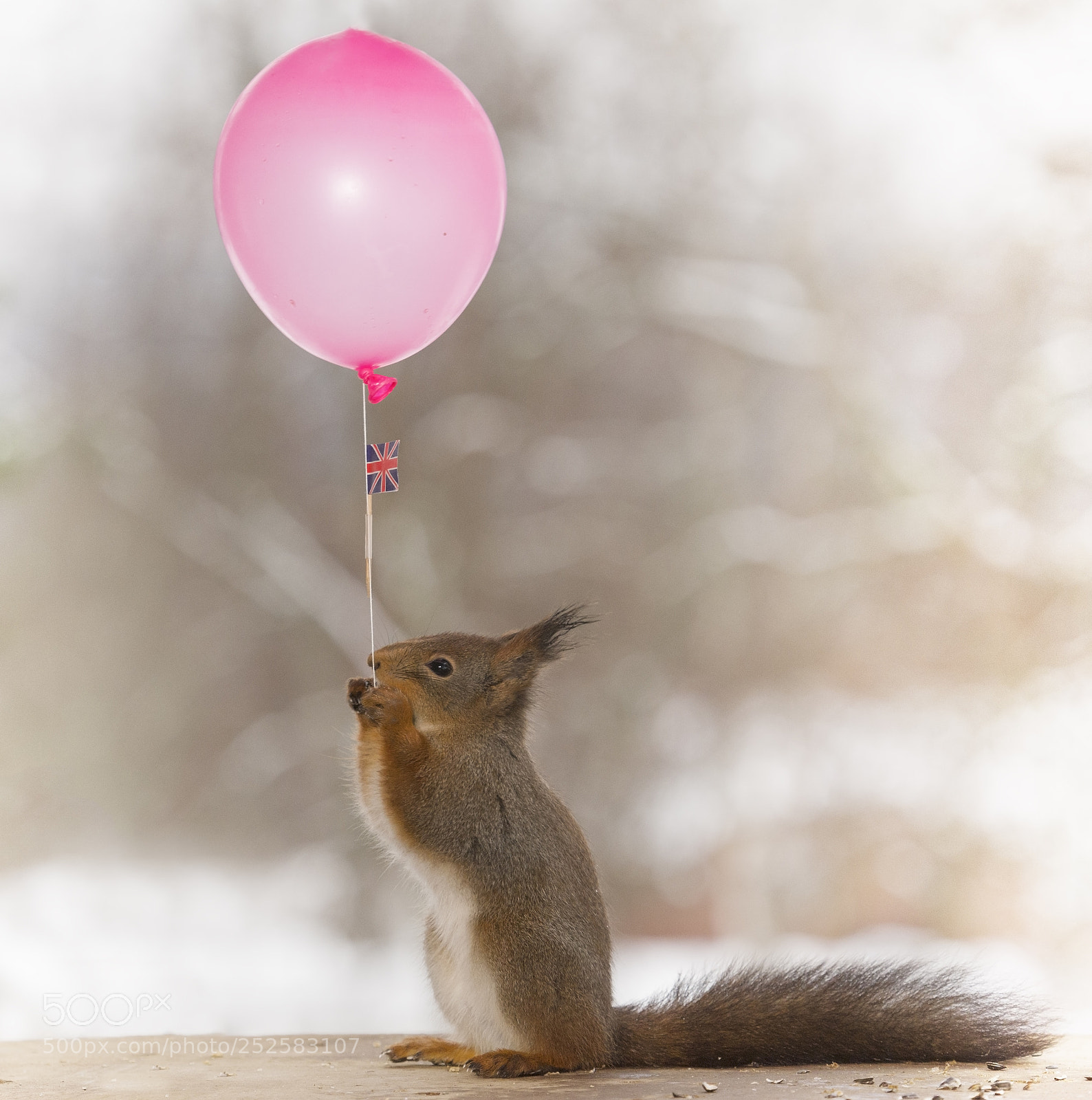 Nikon D810 sample photo. Red squirrel holding an photography