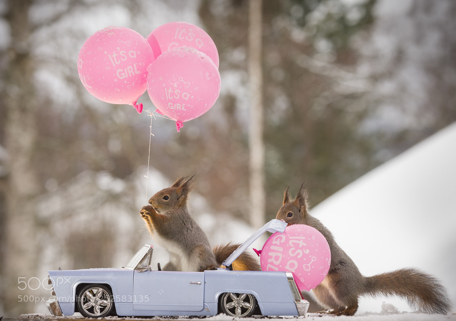 Nikon D810 sample photo. Red squirrels with an photography