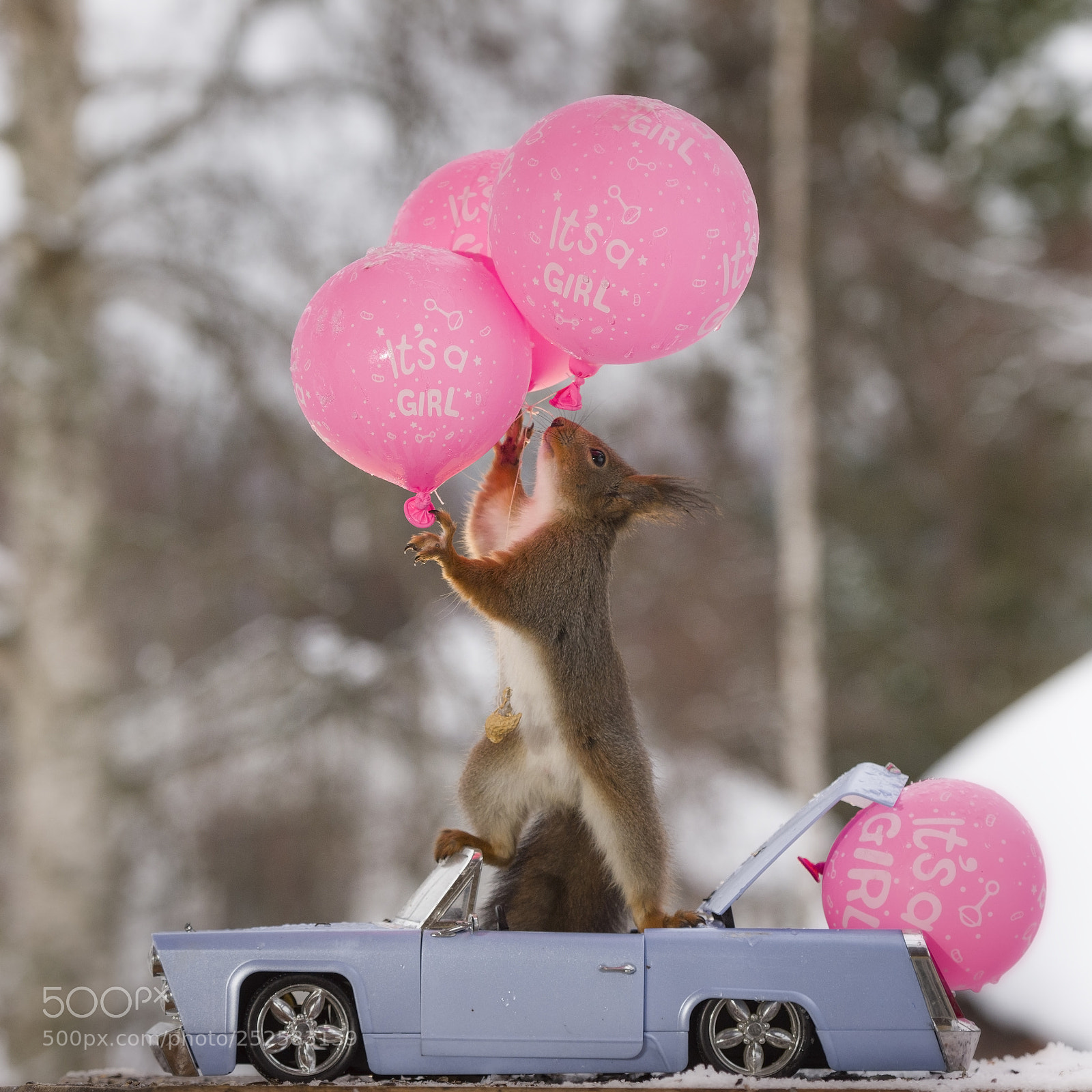 Nikon D810 sample photo. Red squirrels on a photography