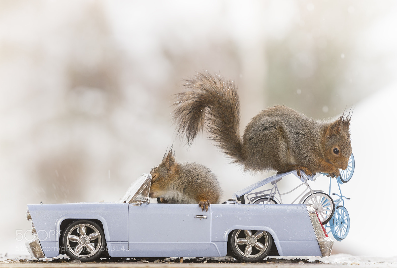 Nikon D810 sample photo. Red squirrels in a photography