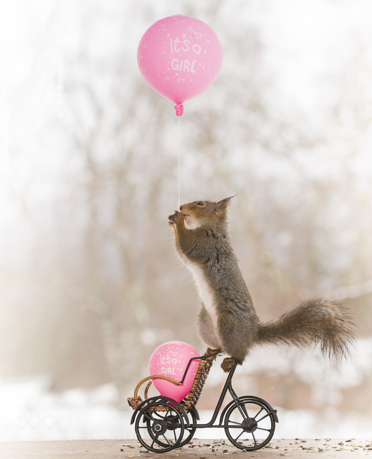 Nikon D810 sample photo. Red squirrel on cycle photography