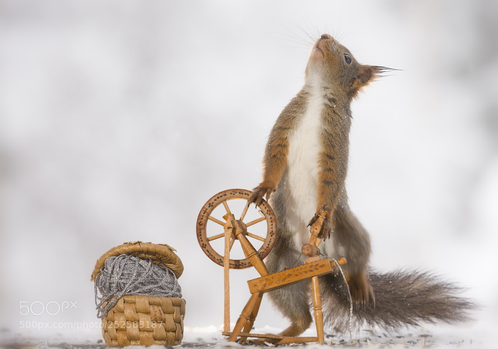 Nikon D810 sample photo. Red squirrel holding a photography