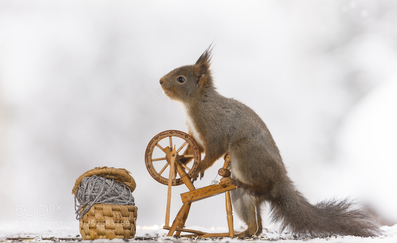 Nikon D810 sample photo. Red squirrel holding a photography