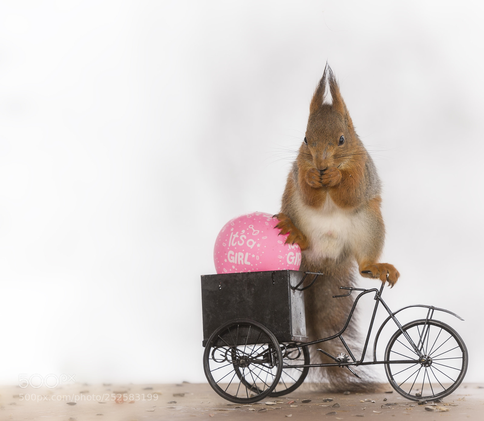 Nikon D810 sample photo. Red squirrel in split photography