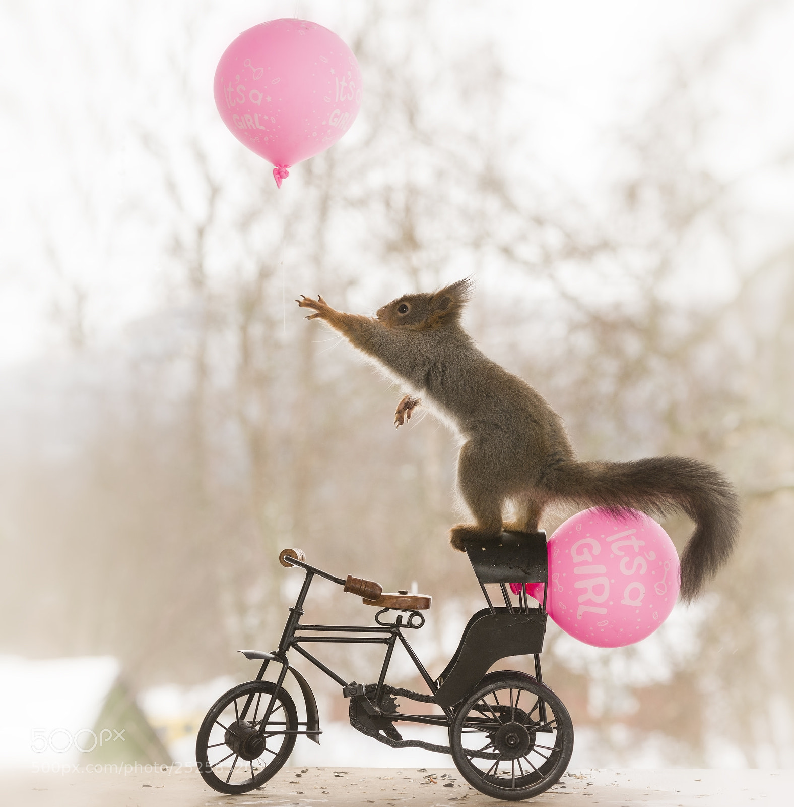 Nikon D810 sample photo. Red squirrel reaching a photography