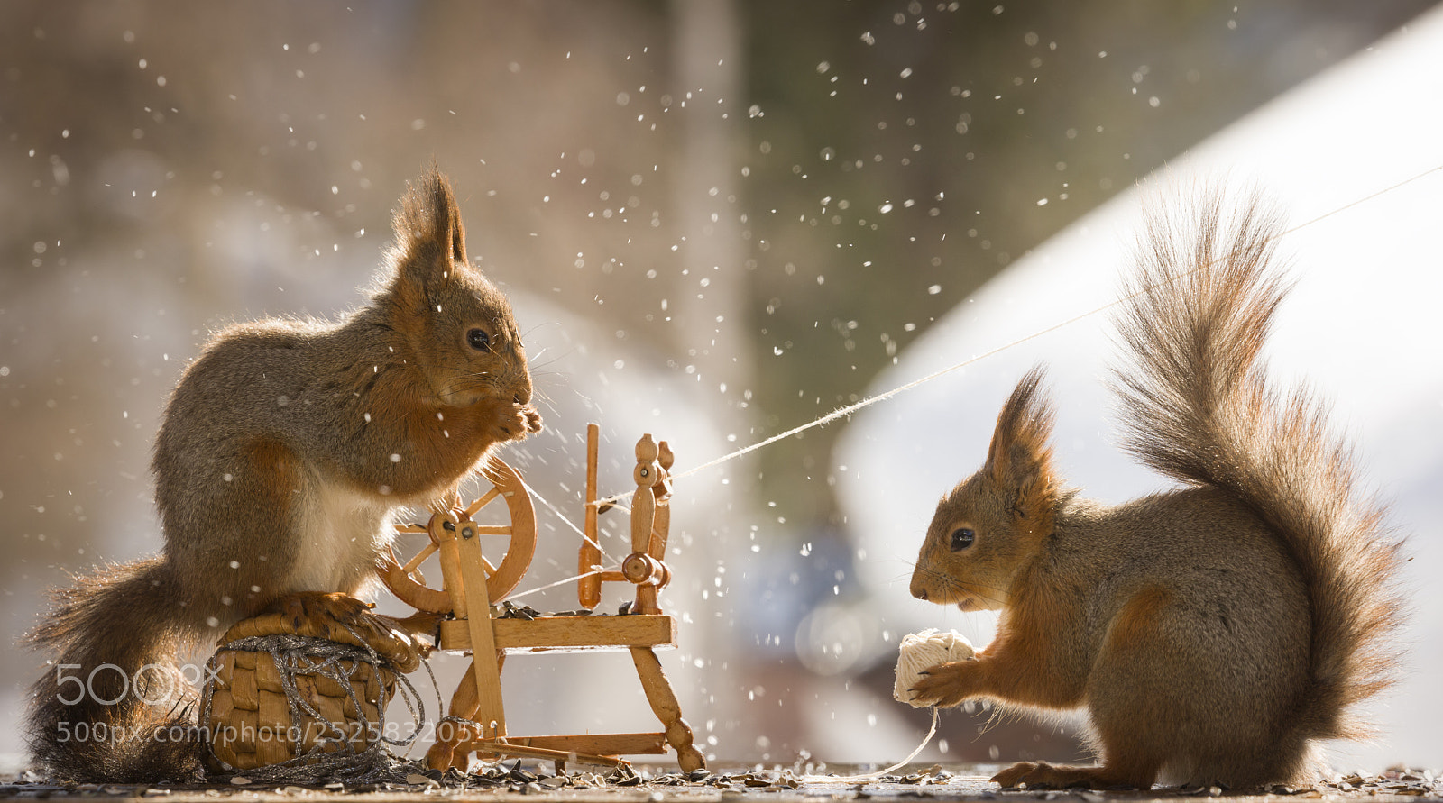 Nikon D810 sample photo. Red squirrels with a photography