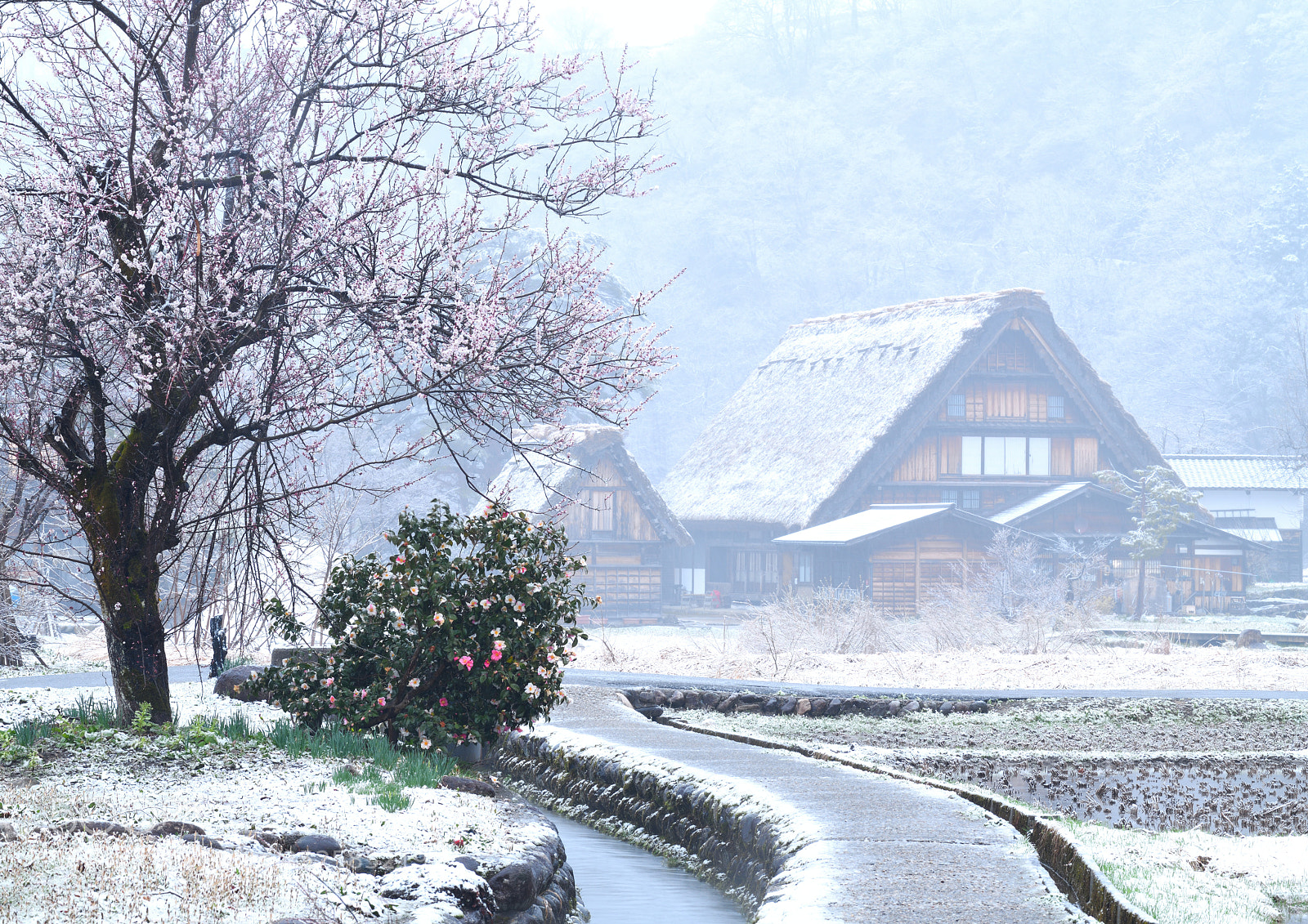 Nikon D850 sample photo. 花冷え photography