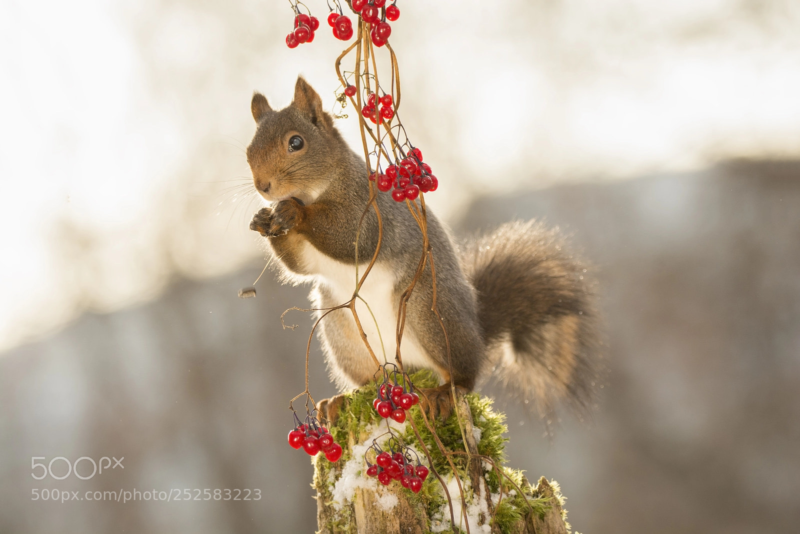 Nikon D7100 sample photo. Red squirrel standing behind photography