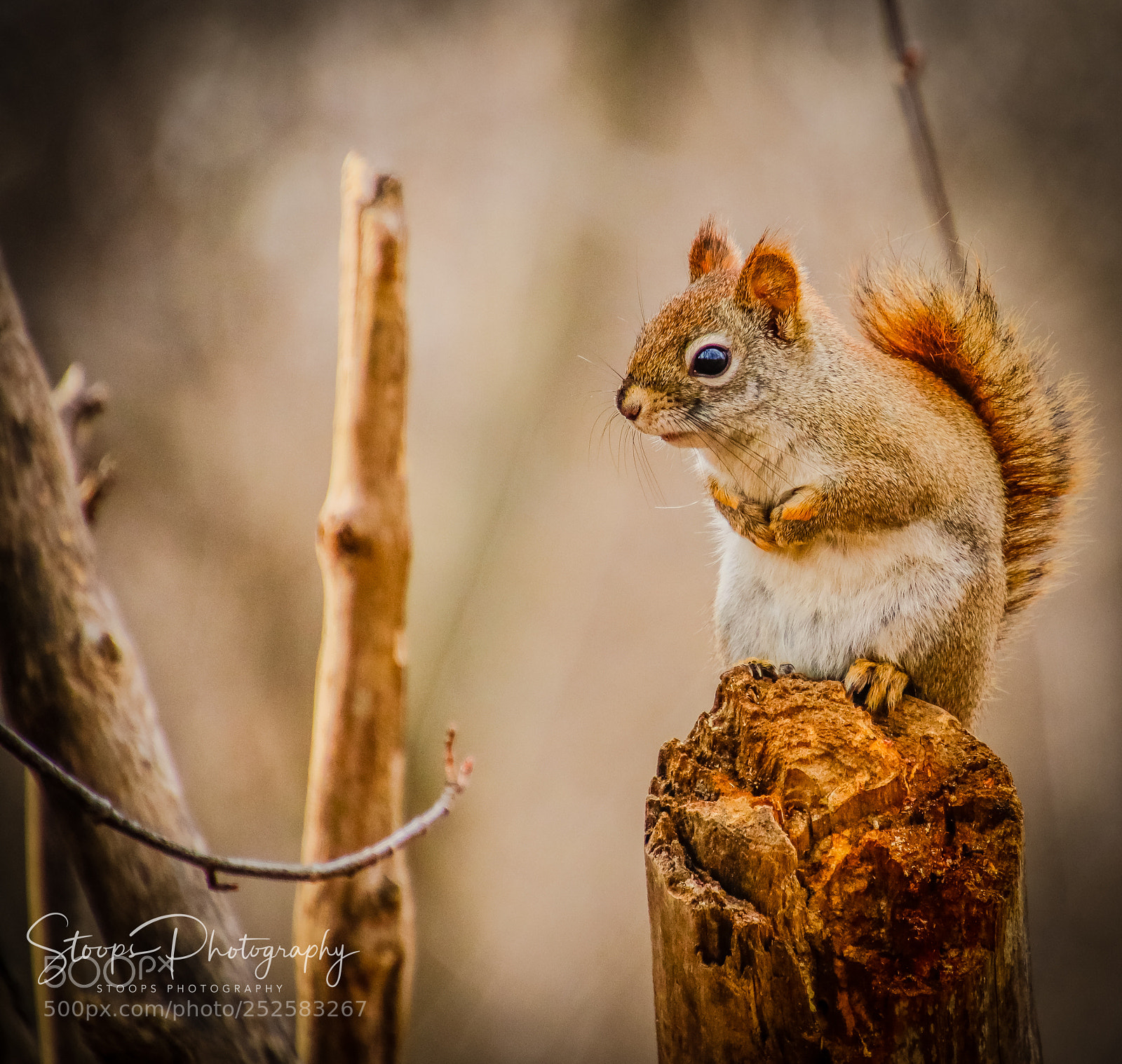 Canon EOS 80D sample photo. On the lookout edited photography