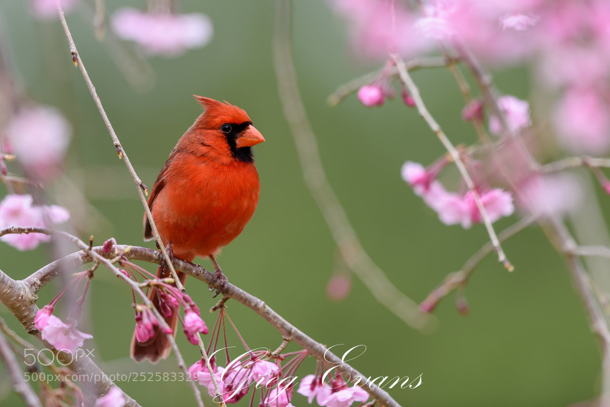 Nikon D810 sample photo. Cardinal photography