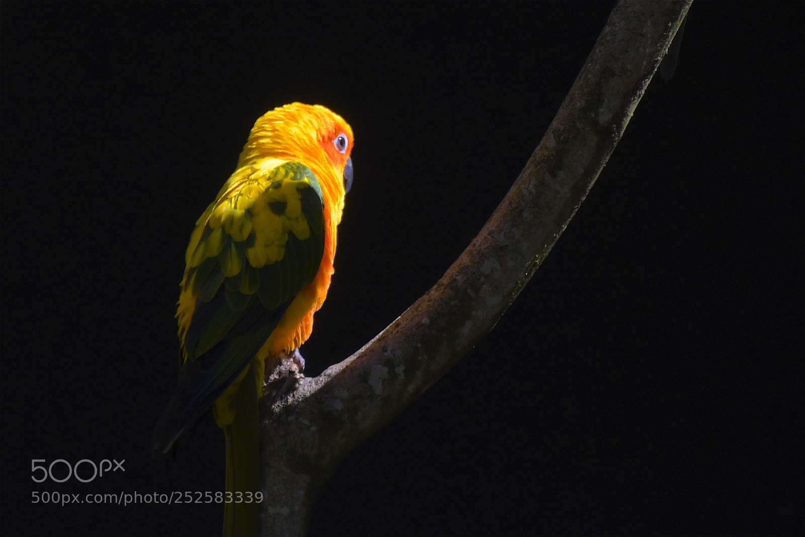 Nikon D500 sample photo. Conure soleil perroquet aratinga photography