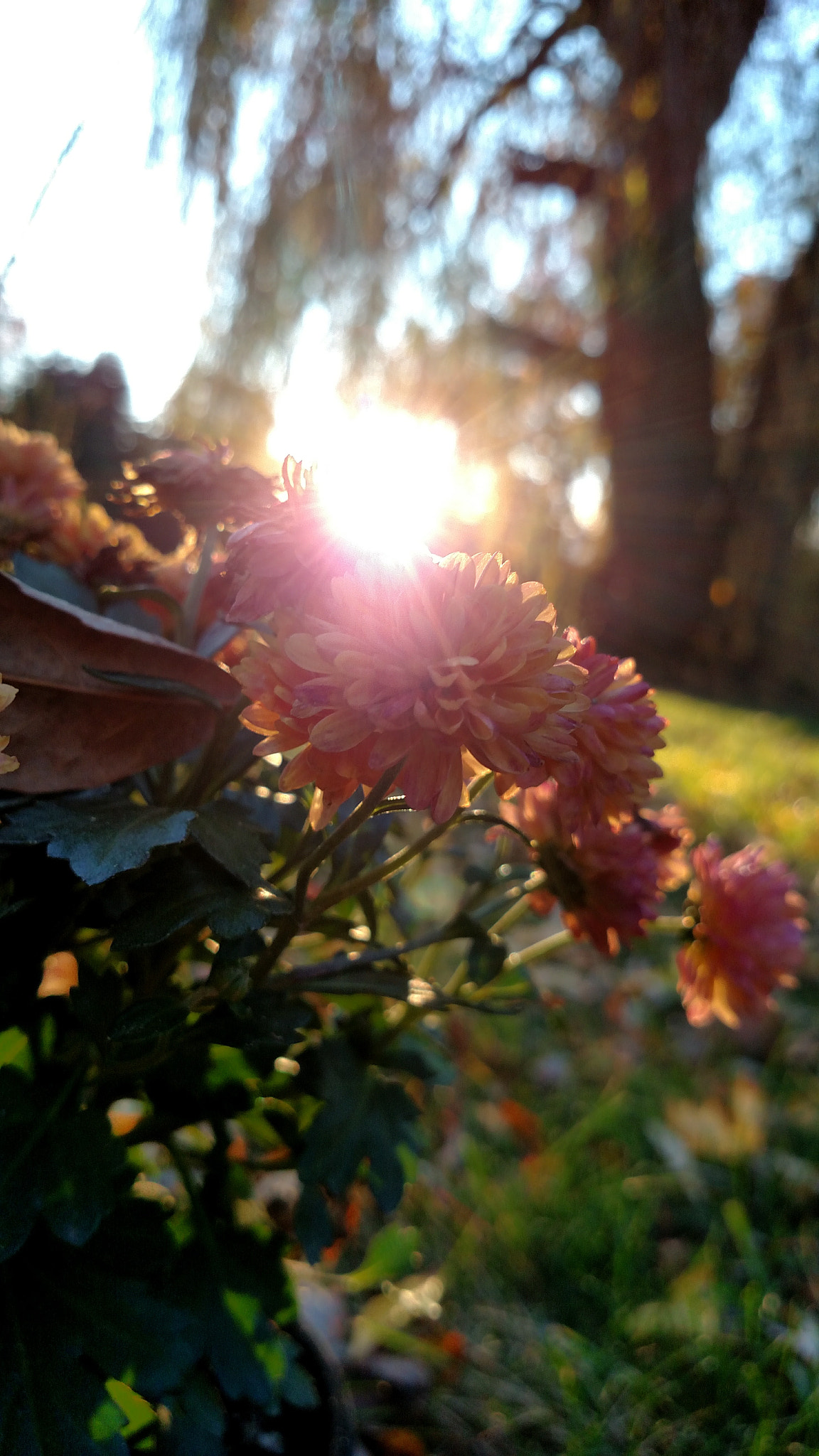 Motorola Droid Turbo sample photo. Sunset in the garden photography