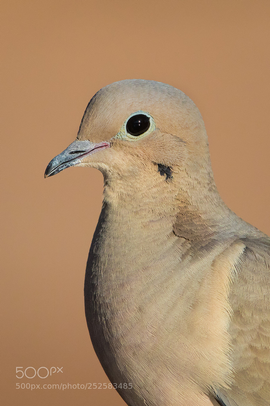 Canon EOS 5D Mark IV sample photo. Mourning dove photography