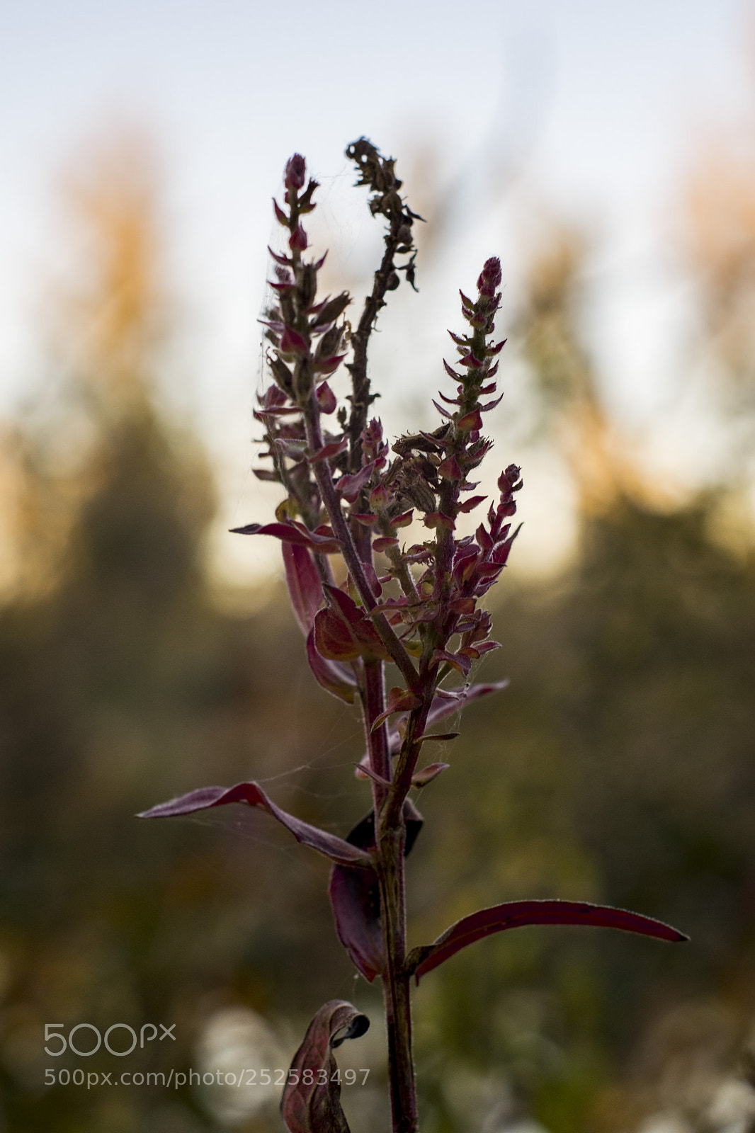 Nikon D5300 sample photo. Flor photography