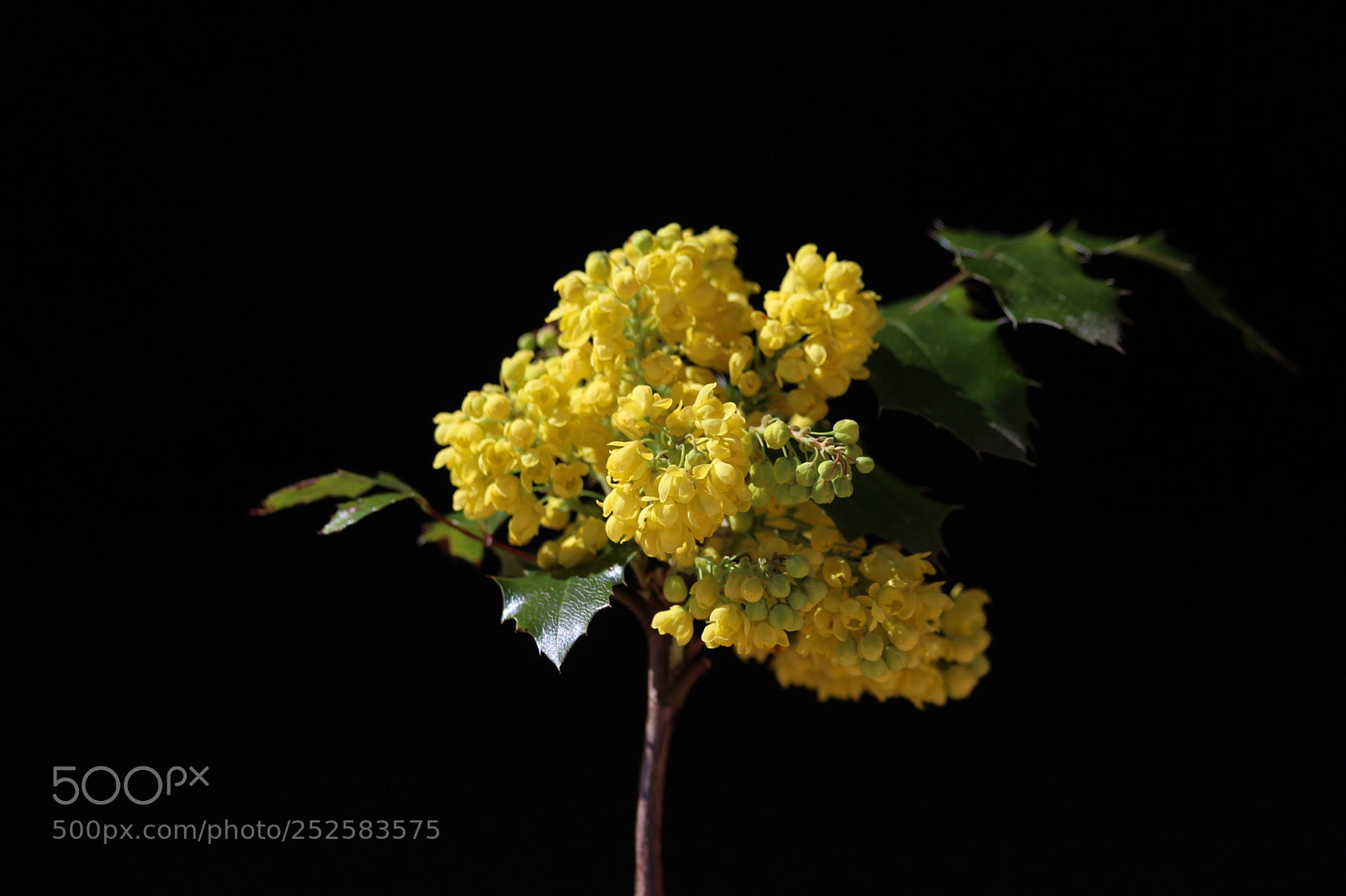 Canon EOS 700D (EOS Rebel T5i / EOS Kiss X7i) sample photo. Mahonia photography