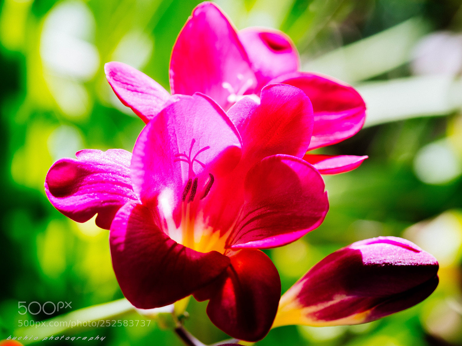 Olympus OM-D E-M1 Mark II sample photo. Freesia photography