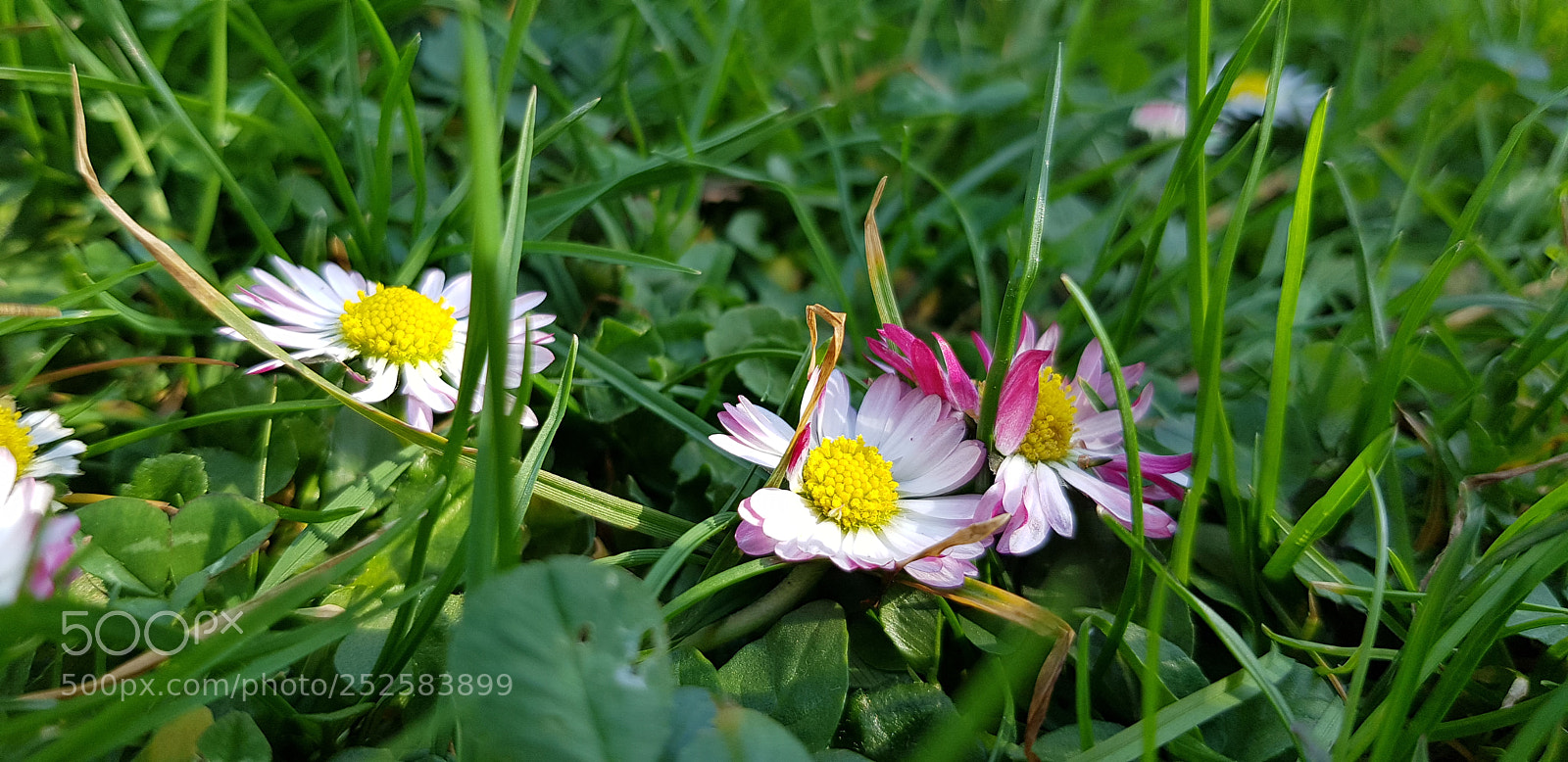 Samsung Galaxy S8 sample photo. Daisy photography