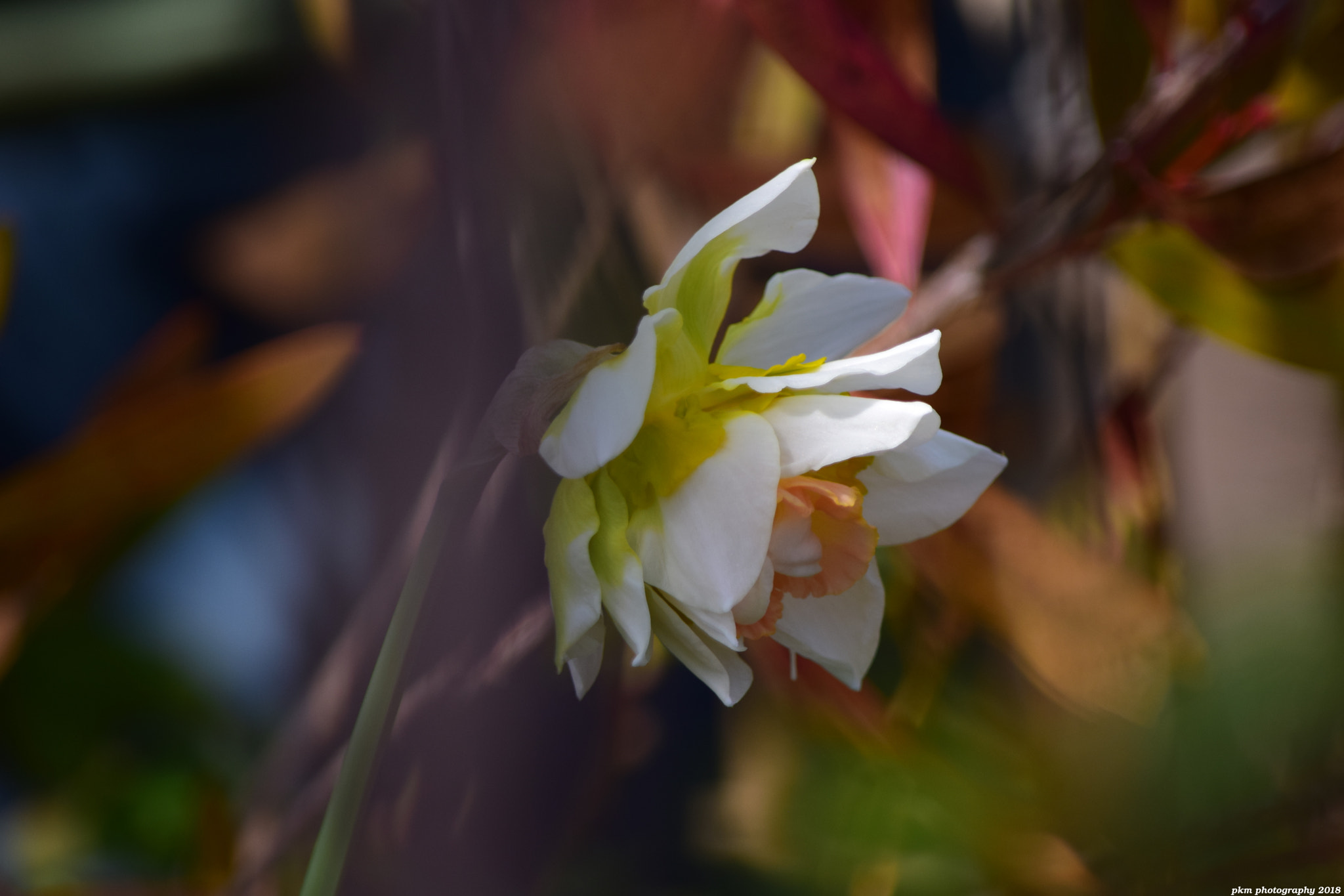 Nikon D3300 sample photo. Narcissus photography