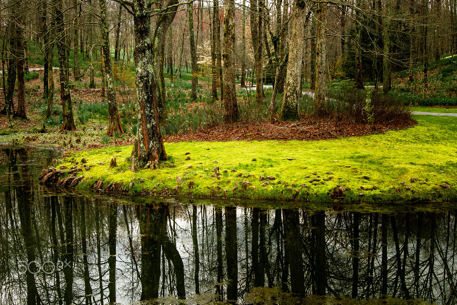 Sony Alpha DSLR-A500 sample photo. Reflection of forest photography