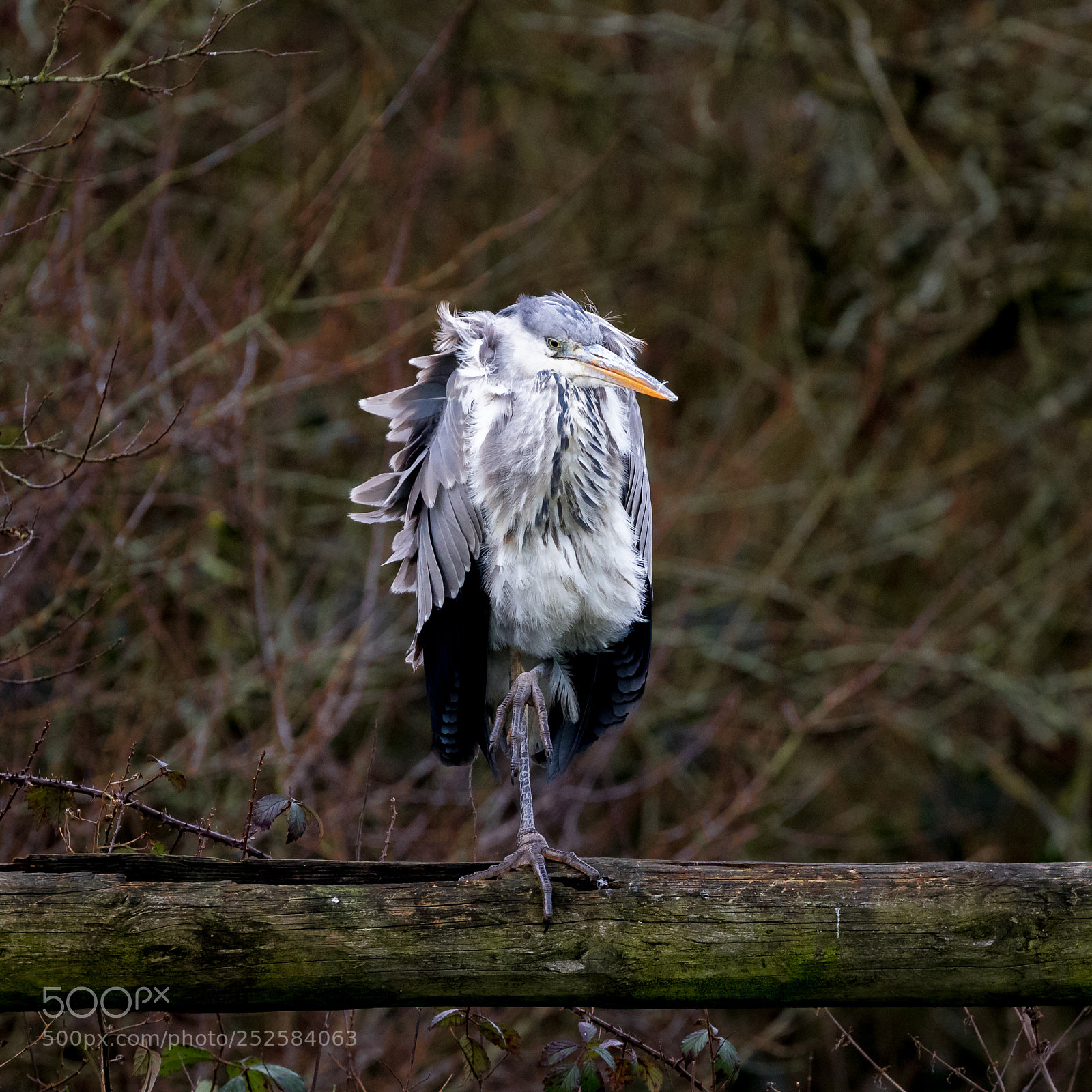 Canon EOS 7D Mark II sample photo. Heron looking fed up! photography