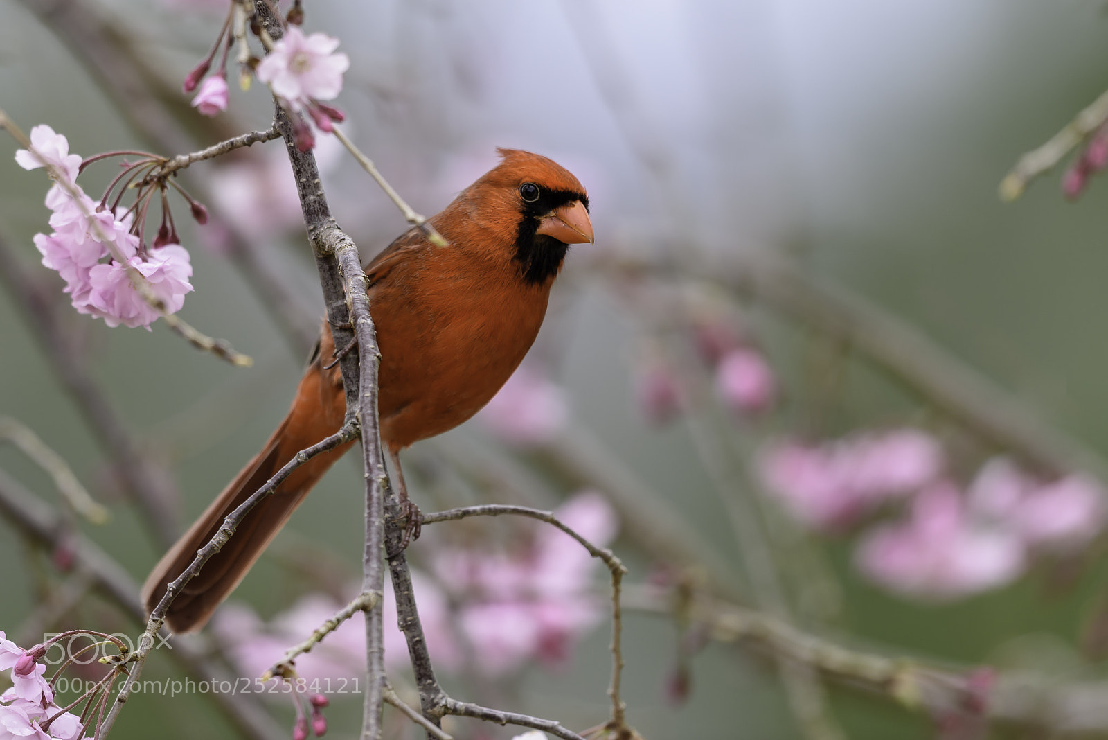 Nikon D810 sample photo. Male cardinal photography