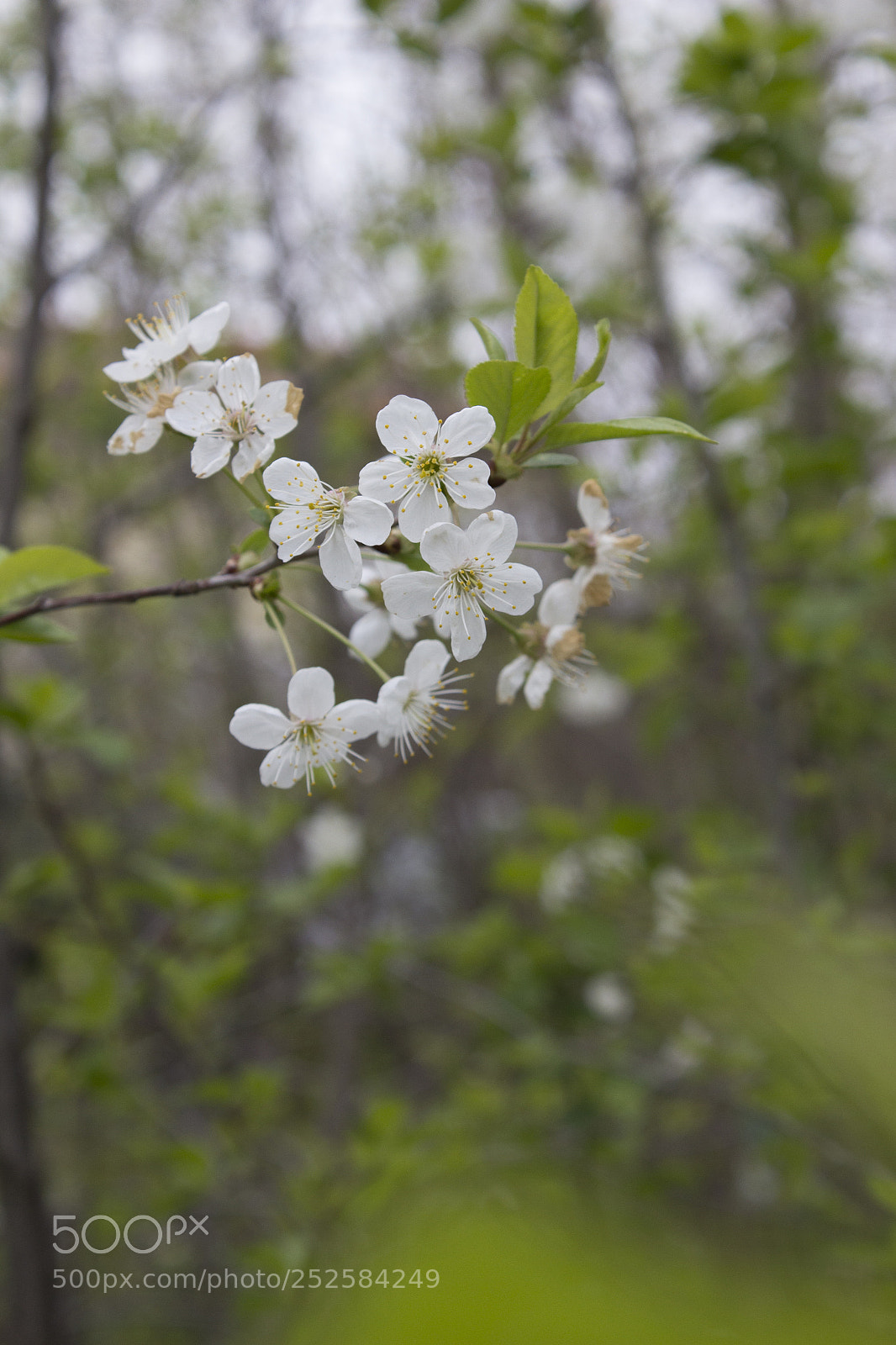 Canon EOS 600D (Rebel EOS T3i / EOS Kiss X5) sample photo. Blossom photography