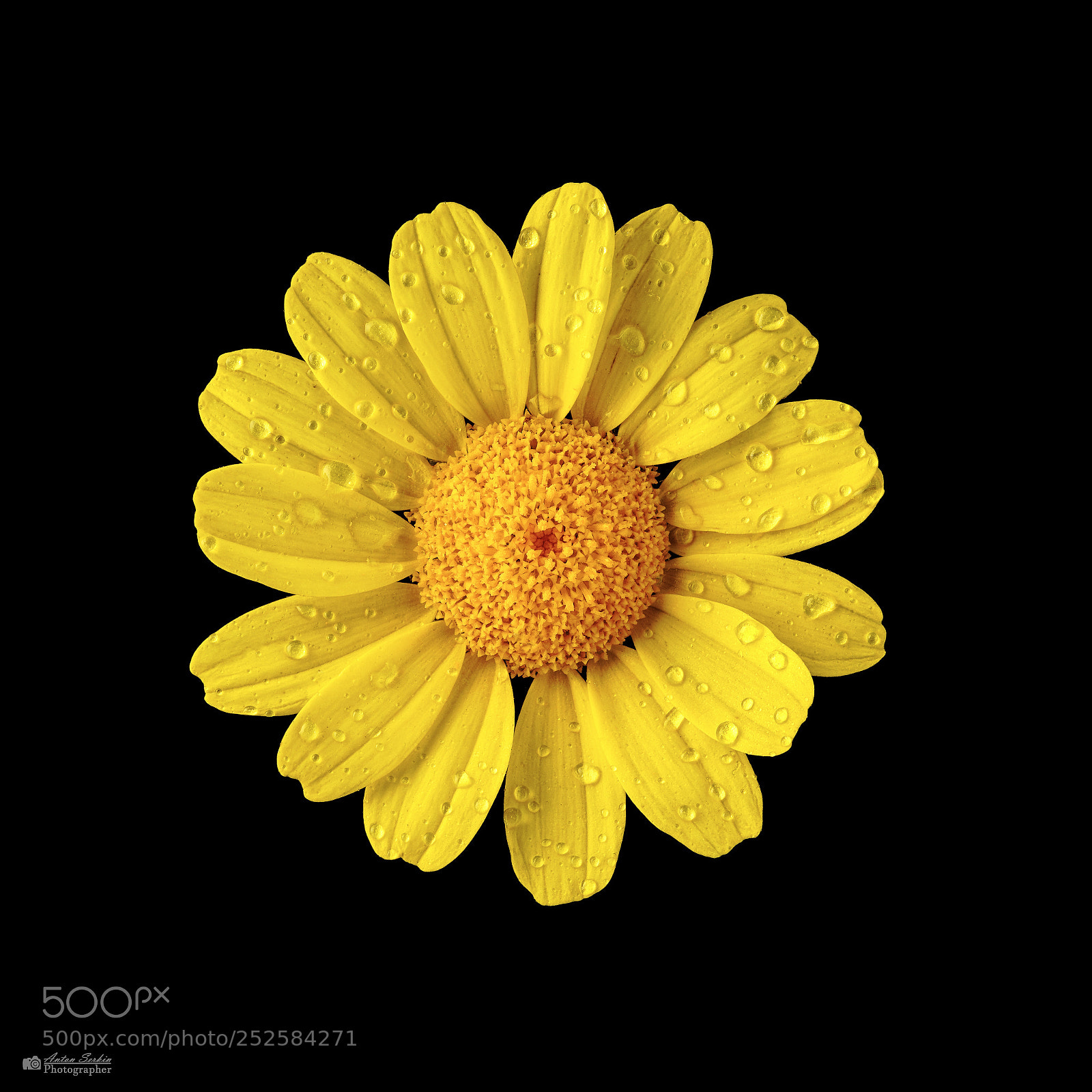 Sony a7R II sample photo. Yellow flower photography