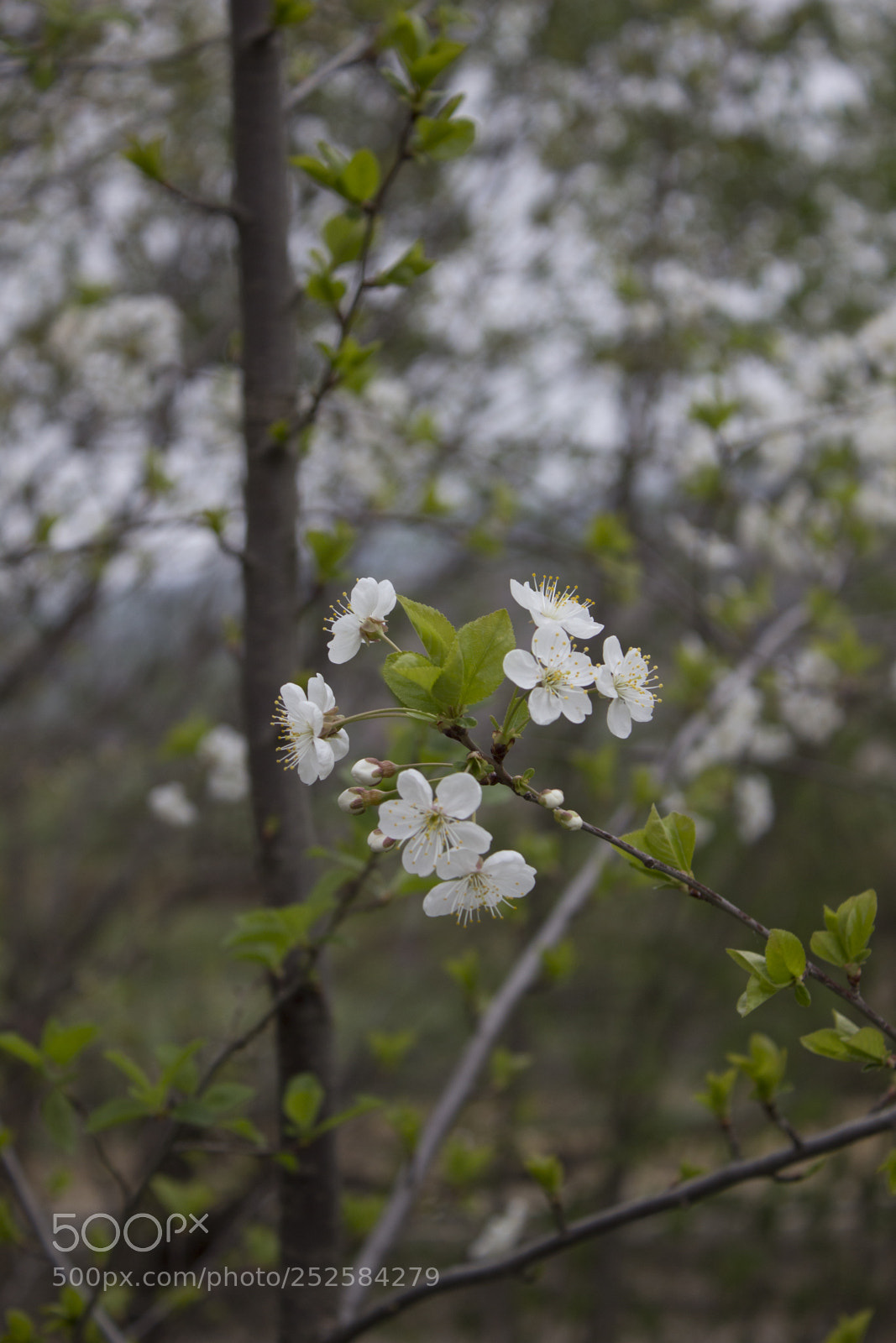 Canon EOS 600D (Rebel EOS T3i / EOS Kiss X5) sample photo. Blossom photography