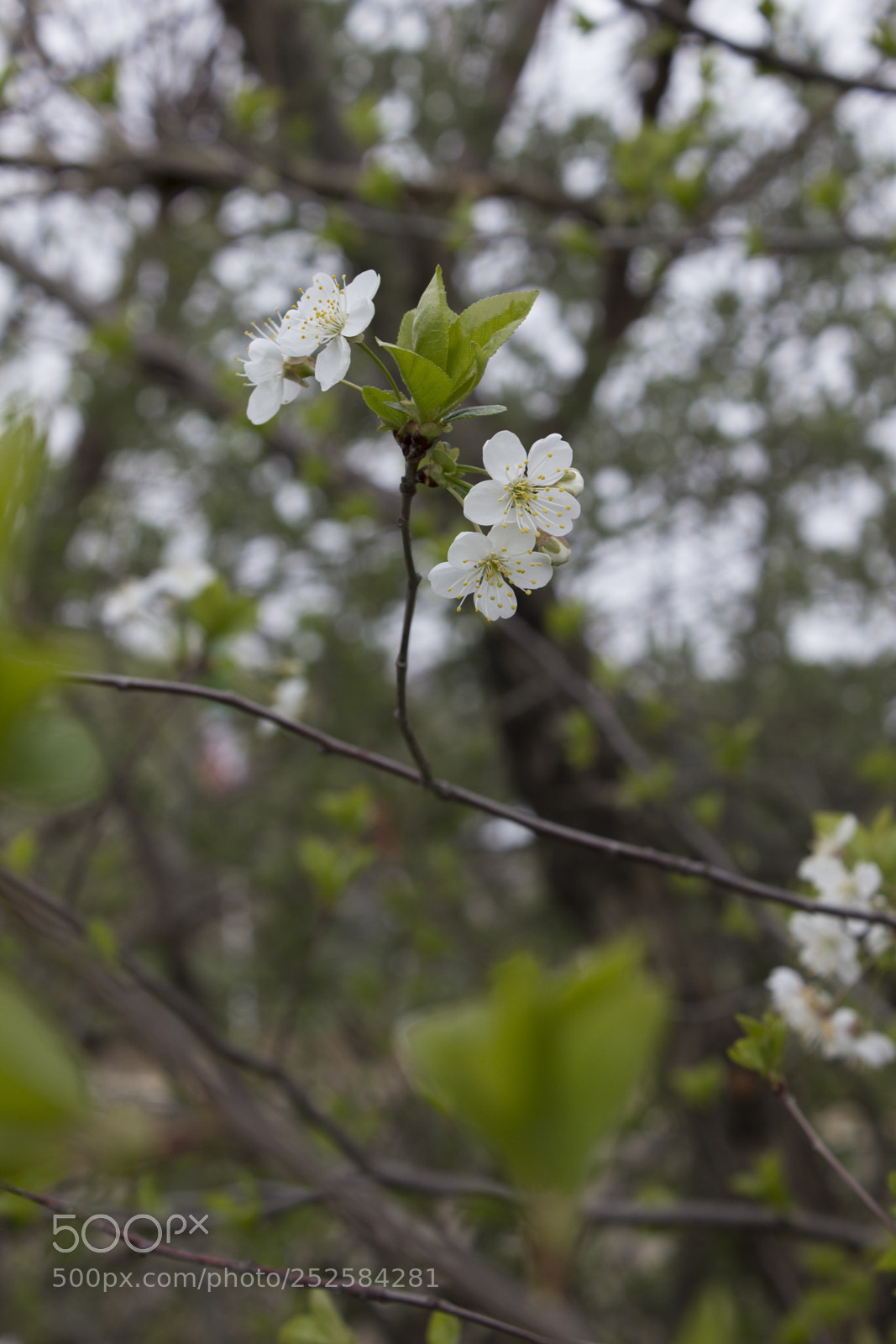 Canon EOS 600D (Rebel EOS T3i / EOS Kiss X5) sample photo. Blossom photography