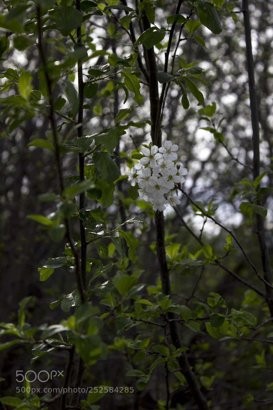 Canon EOS 600D (Rebel EOS T3i / EOS Kiss X5) sample photo. Blossom photography