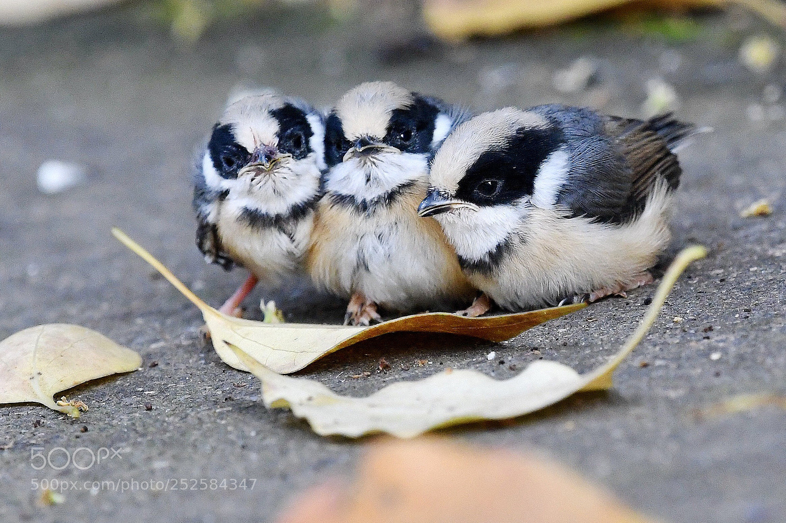 Nikon D500 sample photo. Triplet birds photography