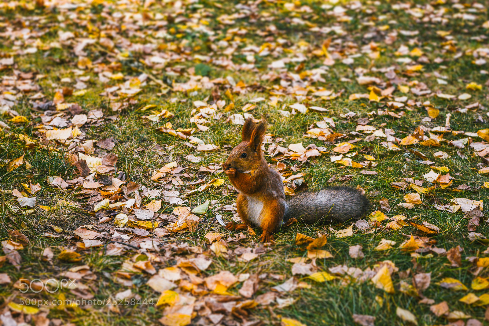 Nikon D5200 sample photo. Белка photography
