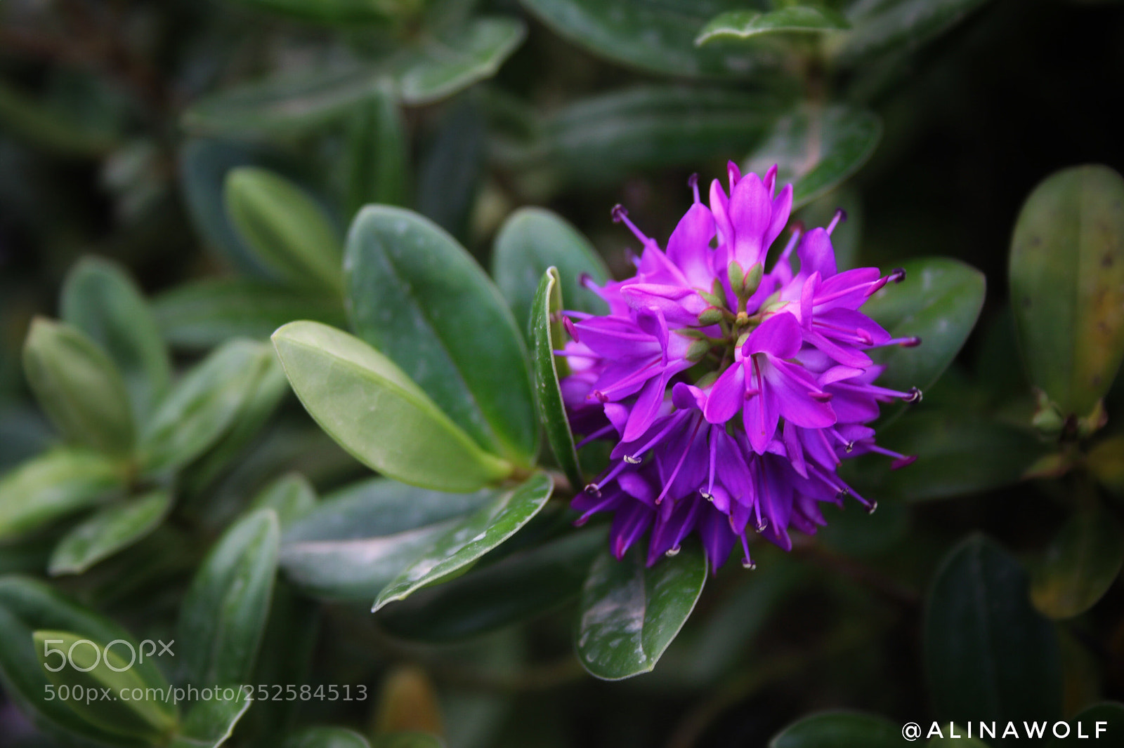 Canon EOS 70D sample photo. Untitled photography