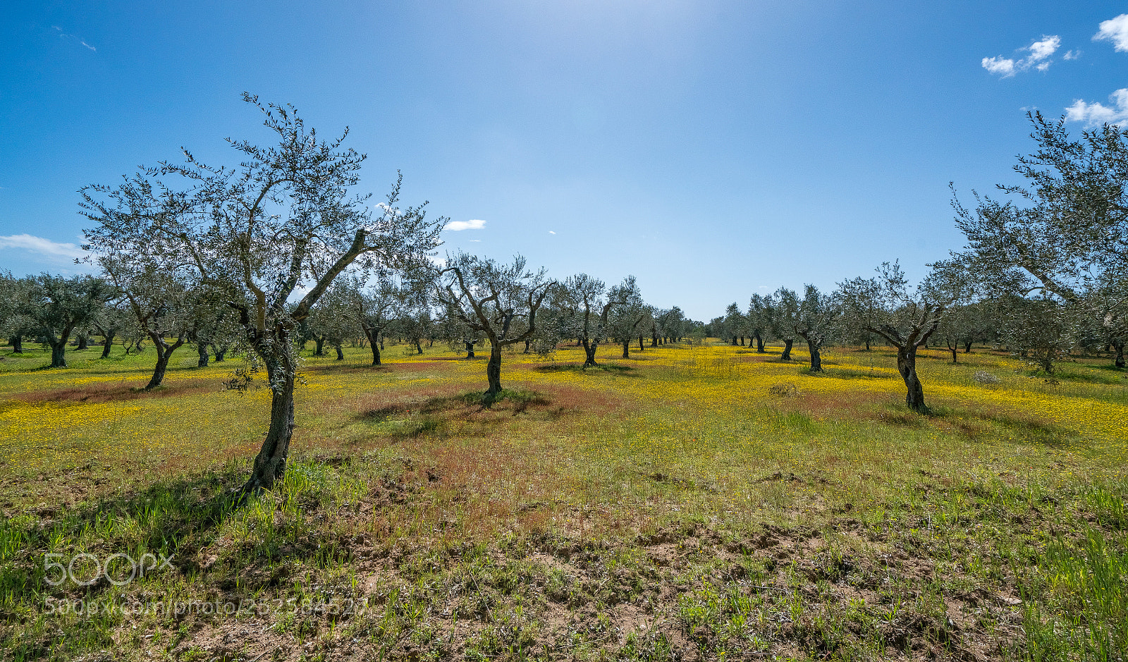 Sony a7R II sample photo. Spring in apulia photography