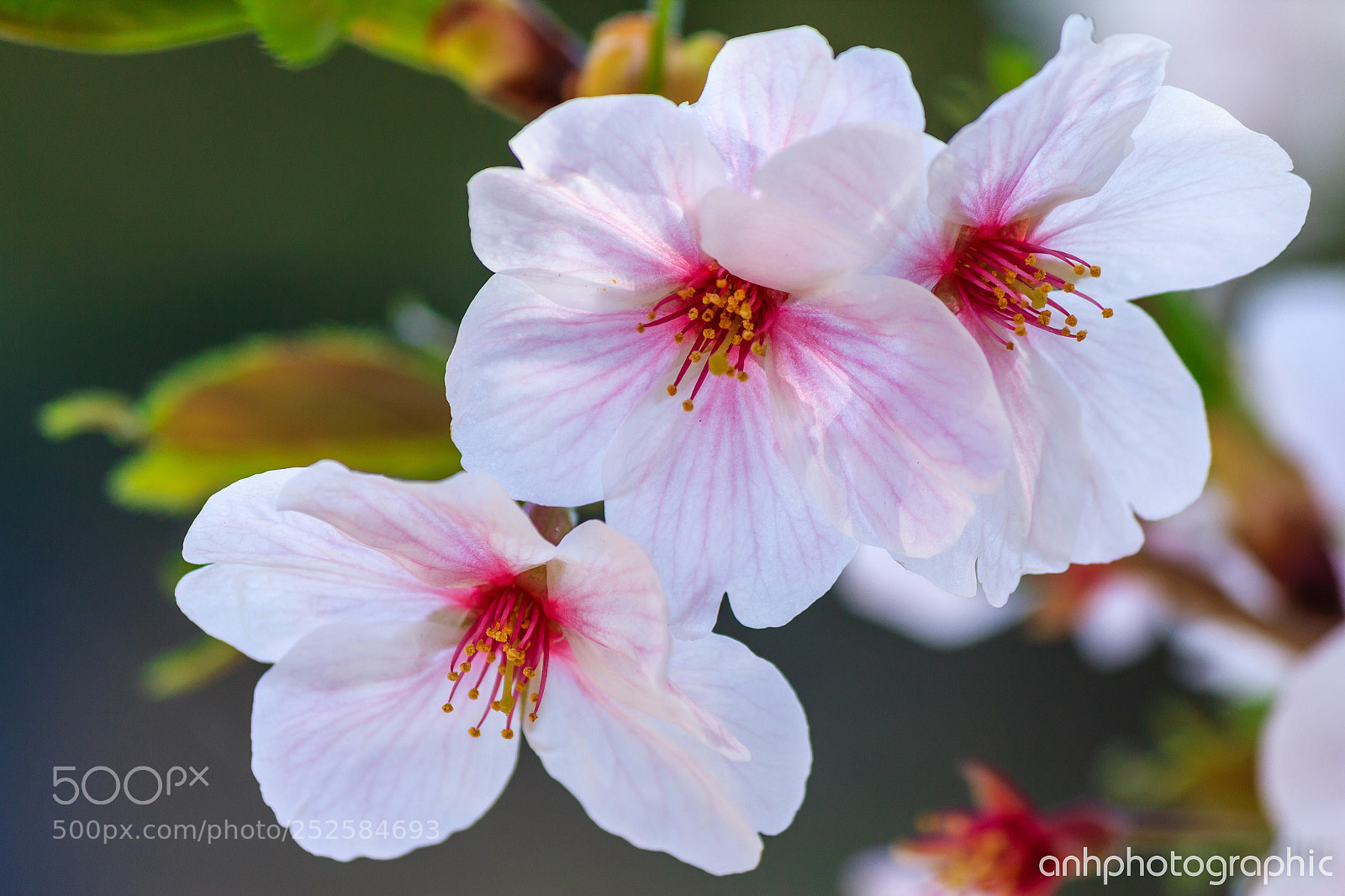Canon EOS 60D sample photo. Sakura flower! photography