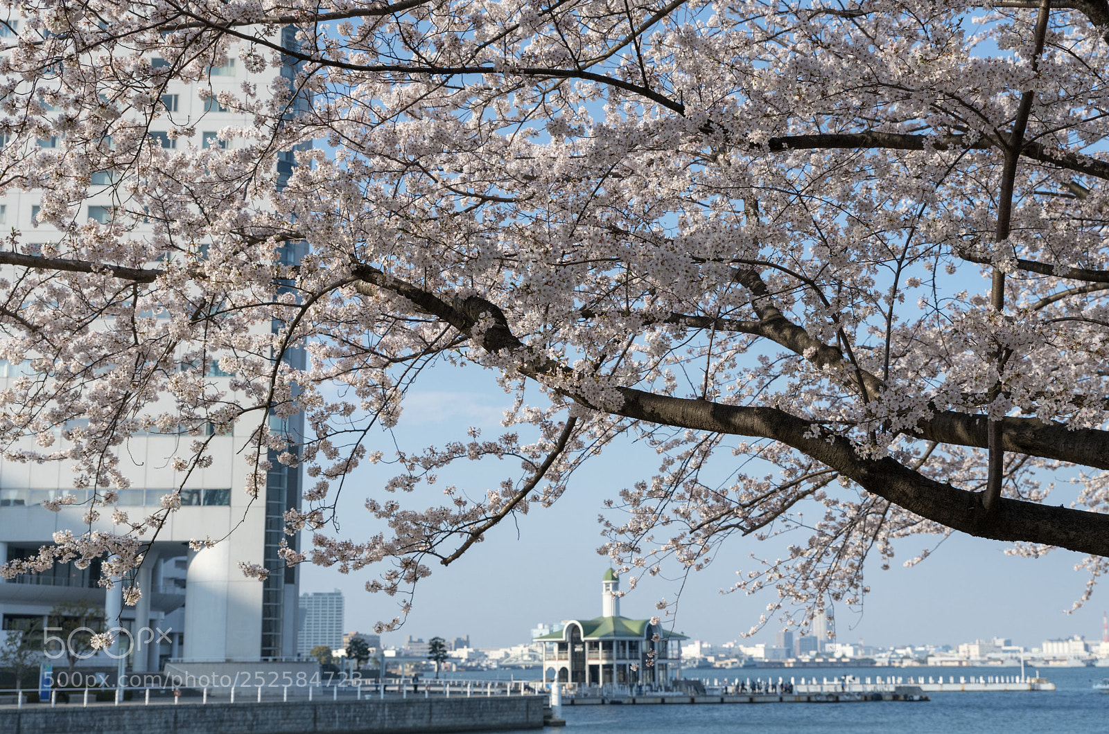 Nikon D850 sample photo. Yokohama sakura photography