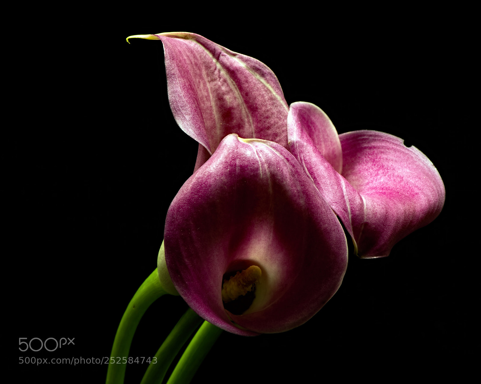 Nikon D810 sample photo. Pink calla trio 1214 photography